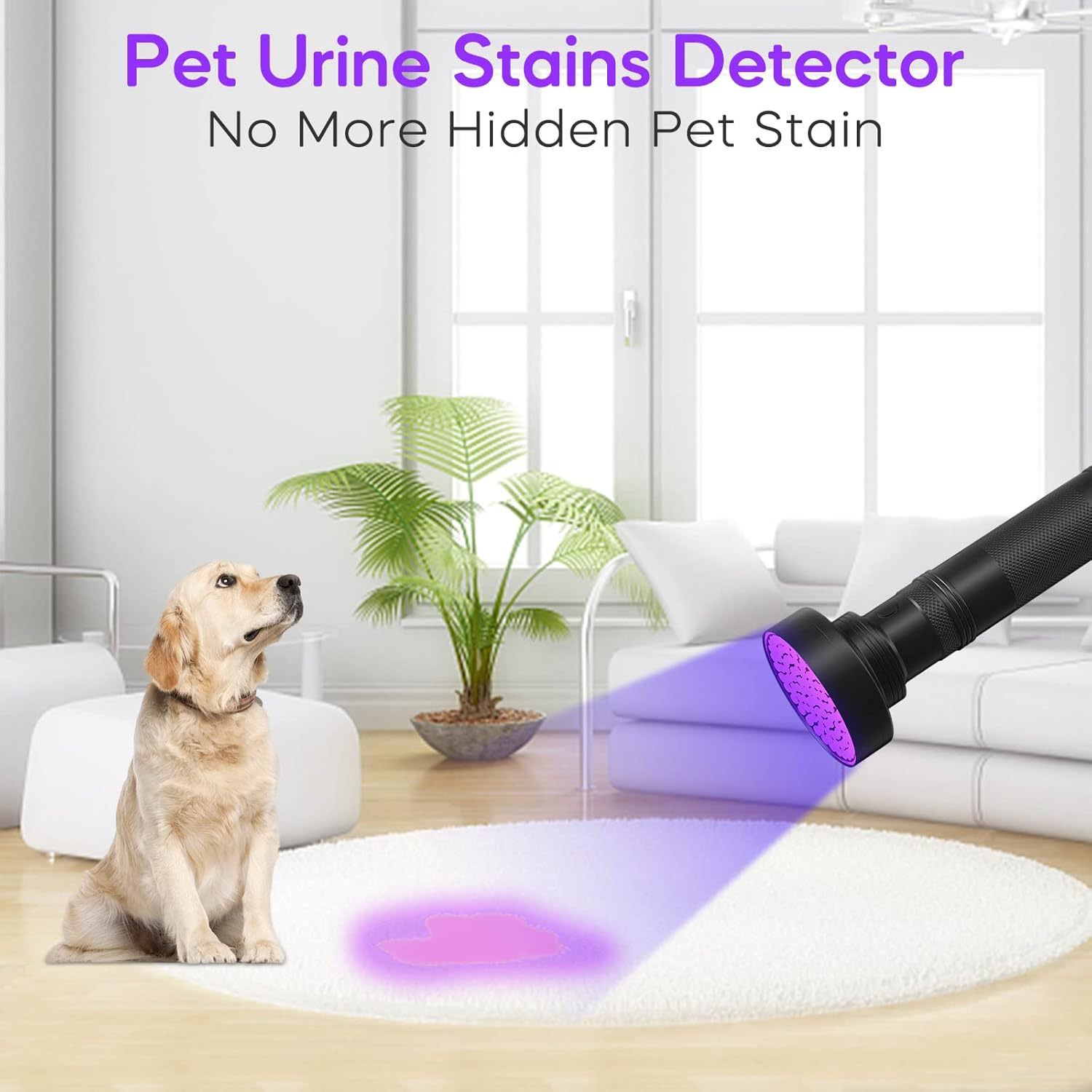Ein Hund sitzt auf einem Teppich, während eine UV-Lampe einen Fleck beleuchtet.