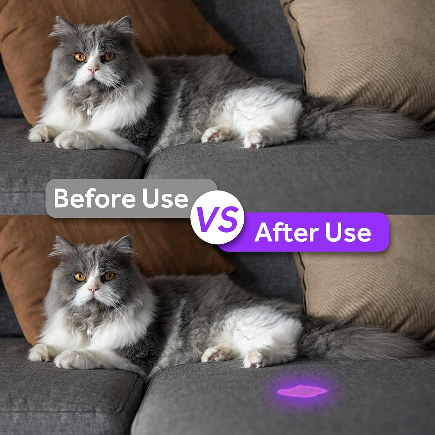 Grauer Katze auf Sofa, oben ohne Fleck, unten mit violettem Fleck.