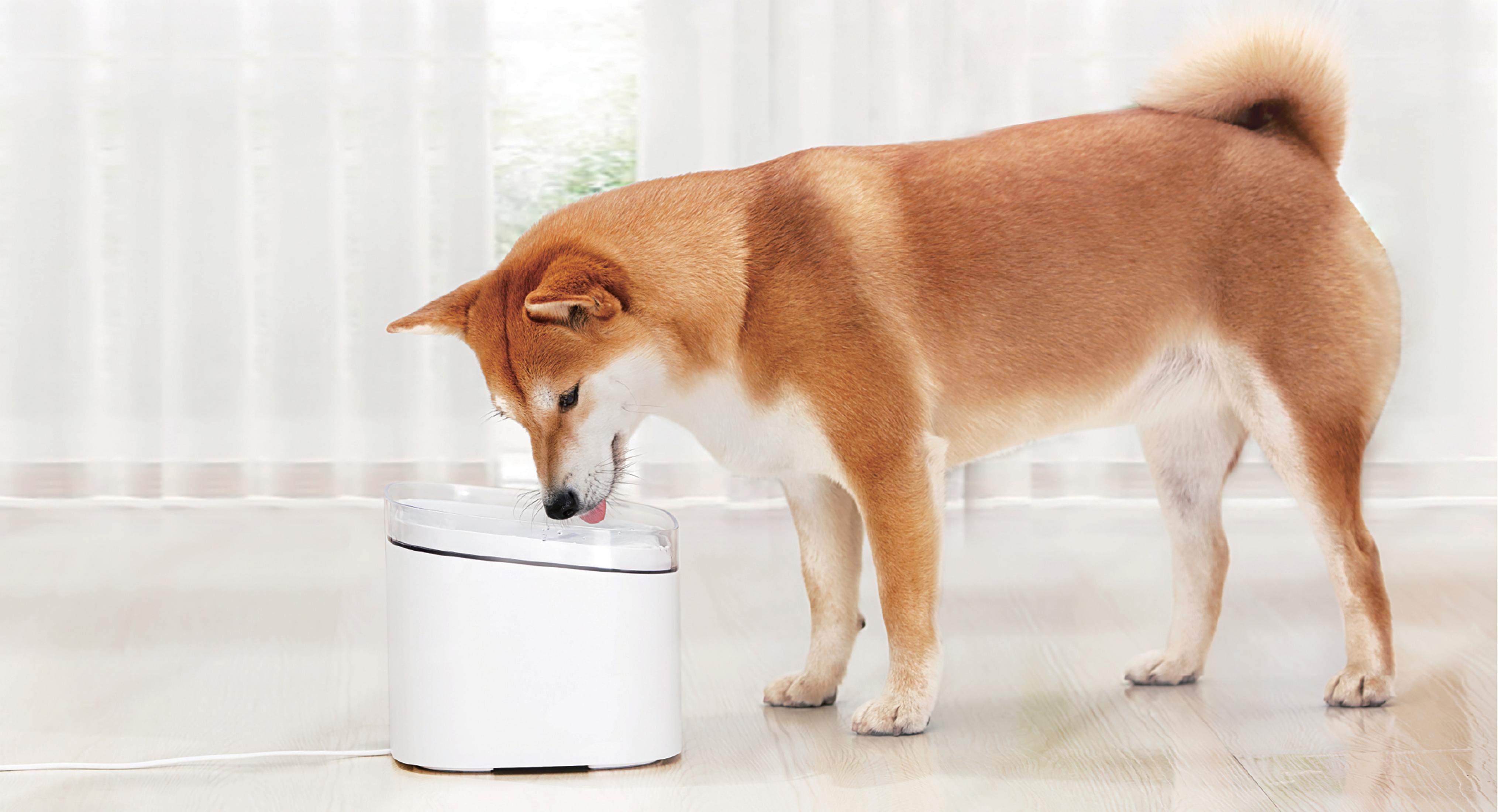 Ein Shiba Inu trinkt aus einem weißen Wasserspender mit transparenter Abdeckung.