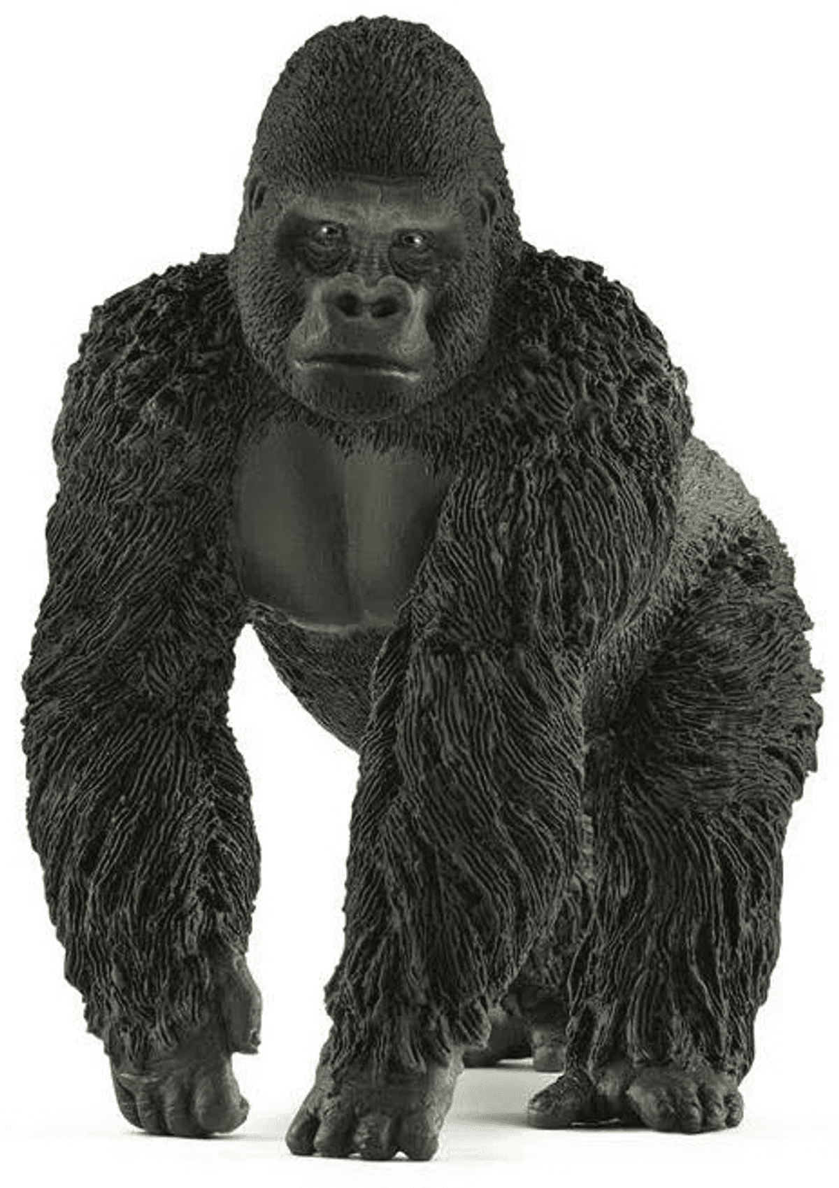 Un gorilla nero è in piedi a quattro zampe su sfondo bianco.