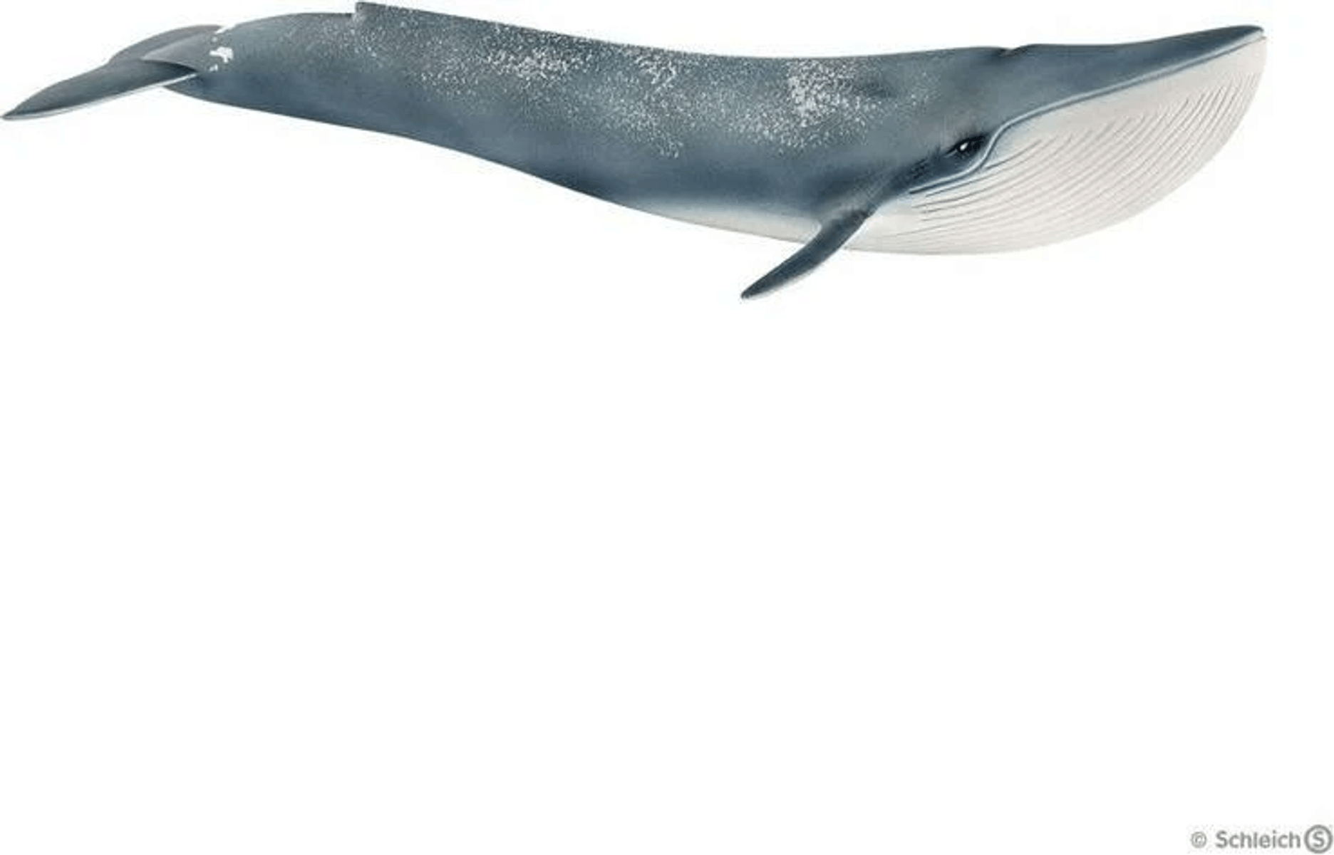 Una balenottera azzurra grigio-blu nuota su sfondo bianco.