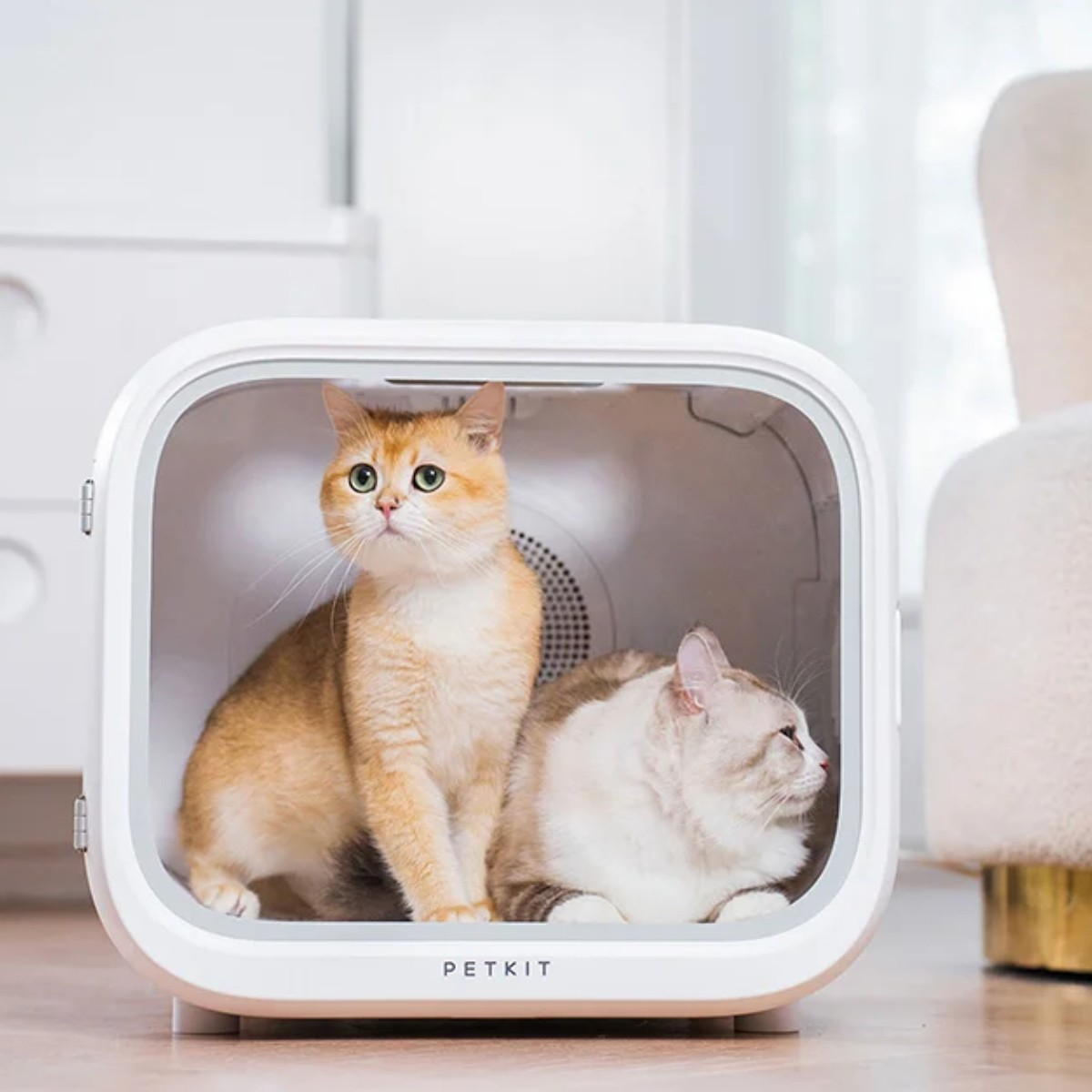 Due gatti siedono in una scatola bianca per animali domestici. Un gatto dorato è seduto dritto, un secondo gatto è sdraiato.