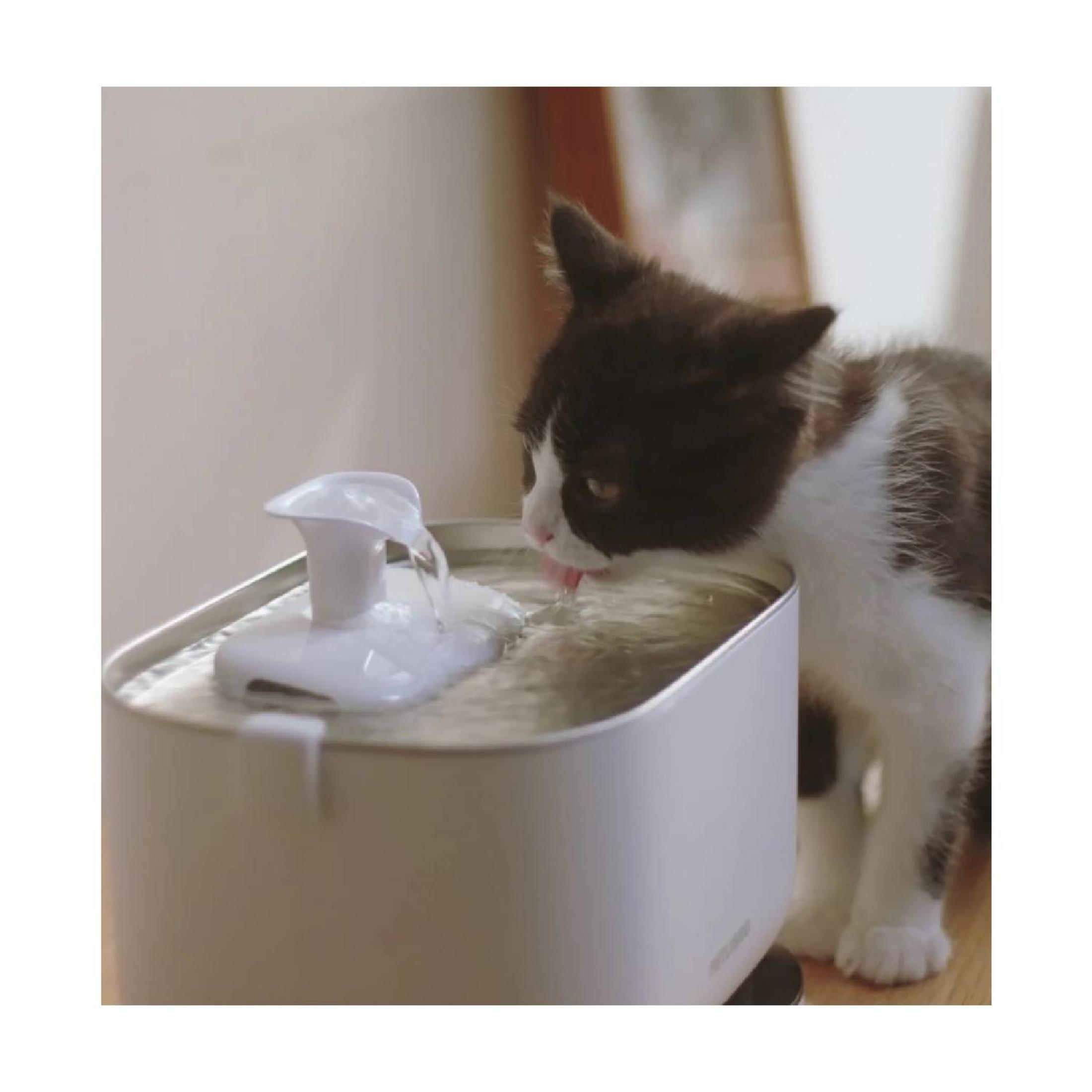 Un gattino bianco e nero beve da una fontanella bianca automatica per animali.