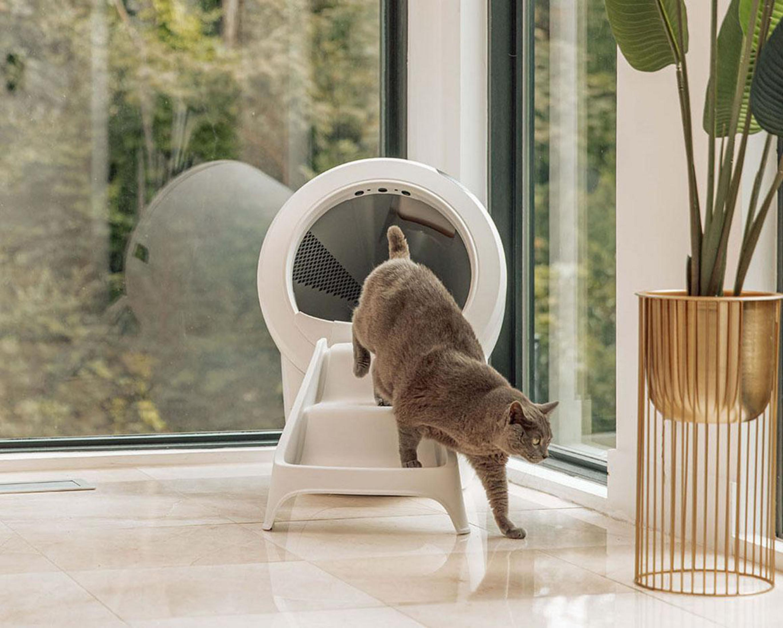 Eine graue Katze klettert auf die Stufen eines weißen Katzenklo-Gehäuses.