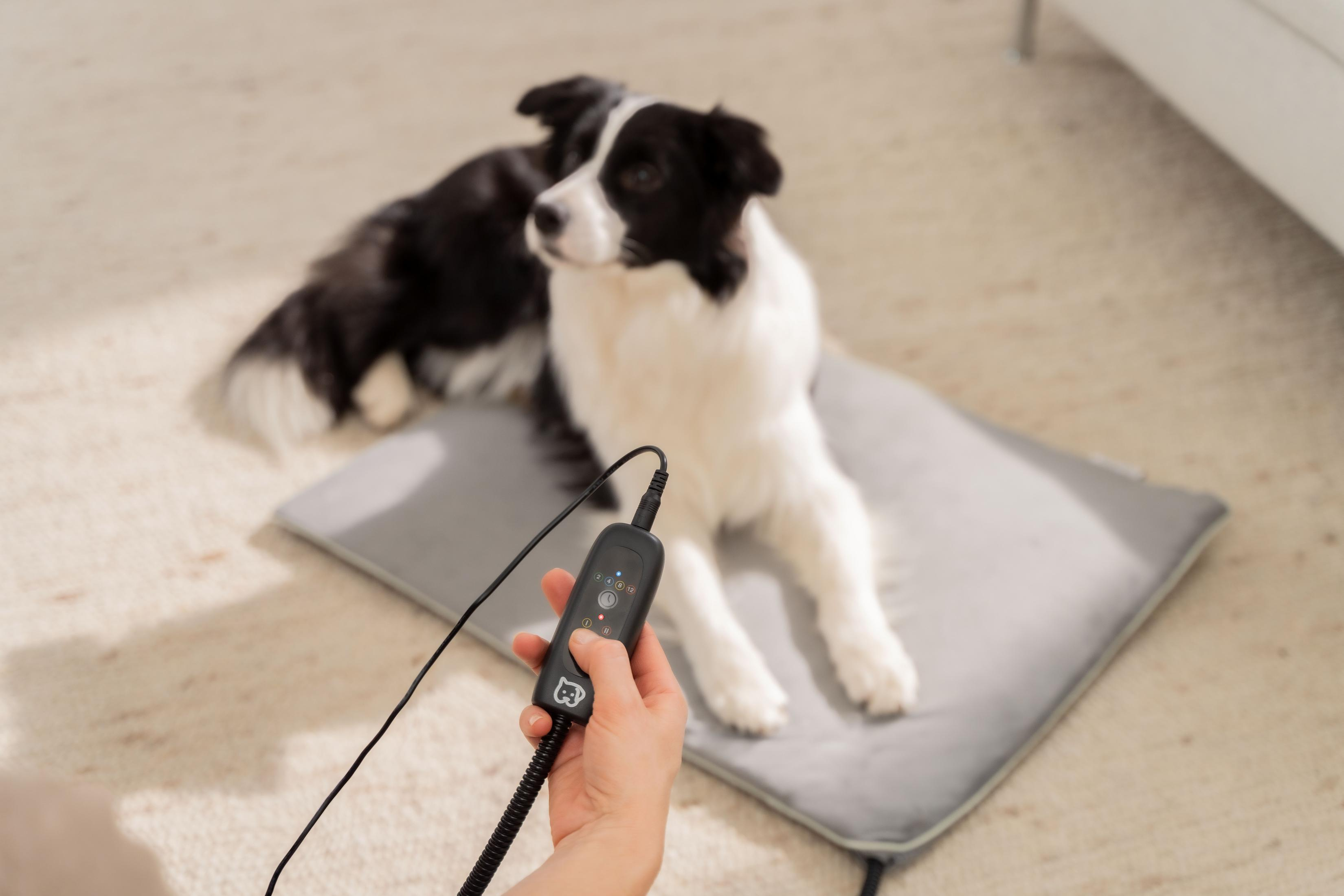 Ein Border Collie liegt auf einer grauen Heizdecke, während eine Hand einen schwarzen Controller hält.