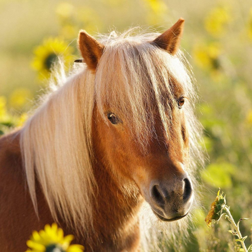 Un pony marrone con criniera bionda si trova in un campo di girasoli.