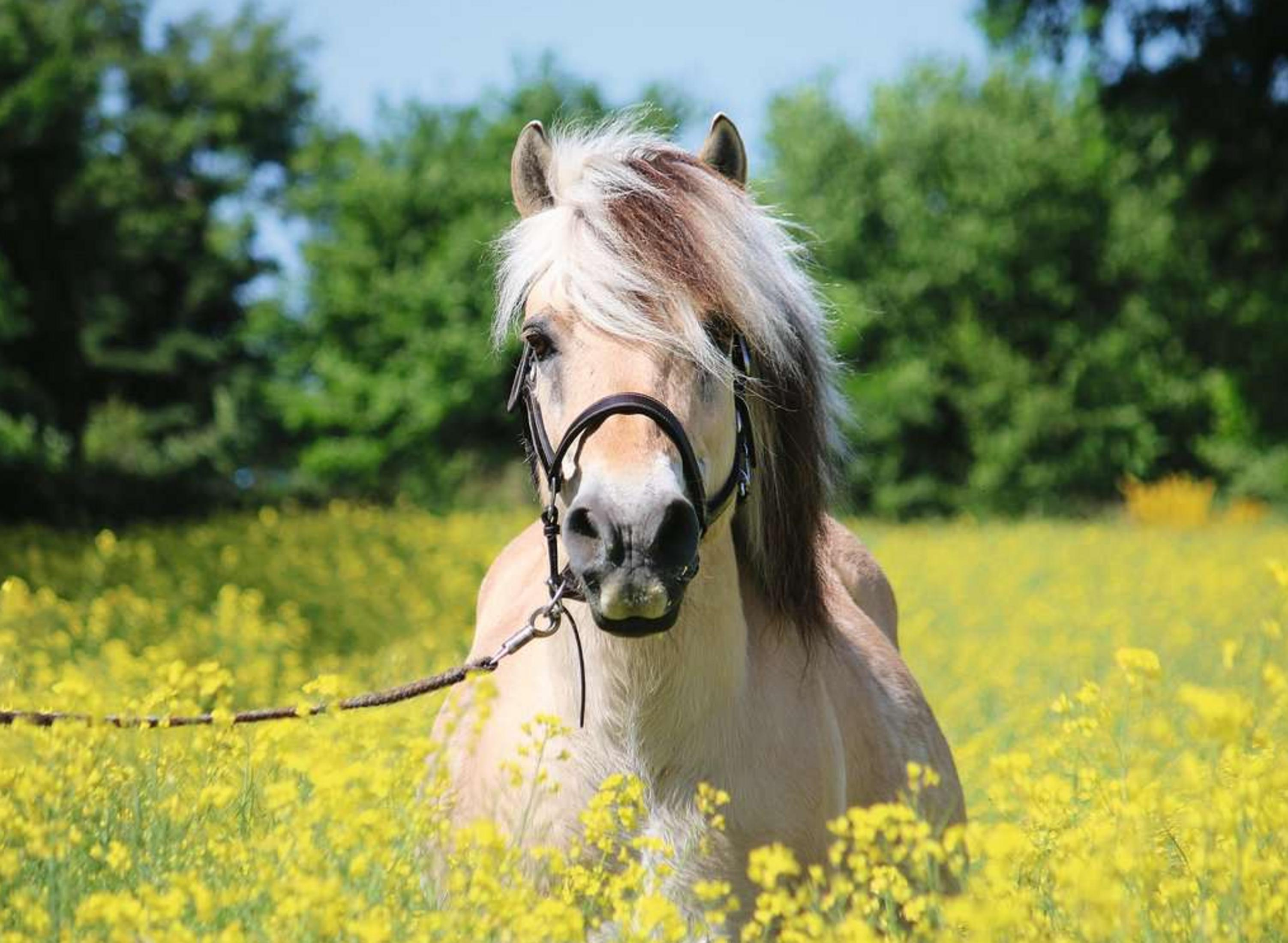 Ein Pferd mit braun-weißem Schopf steht in einem Feld mit gelben Blumen.