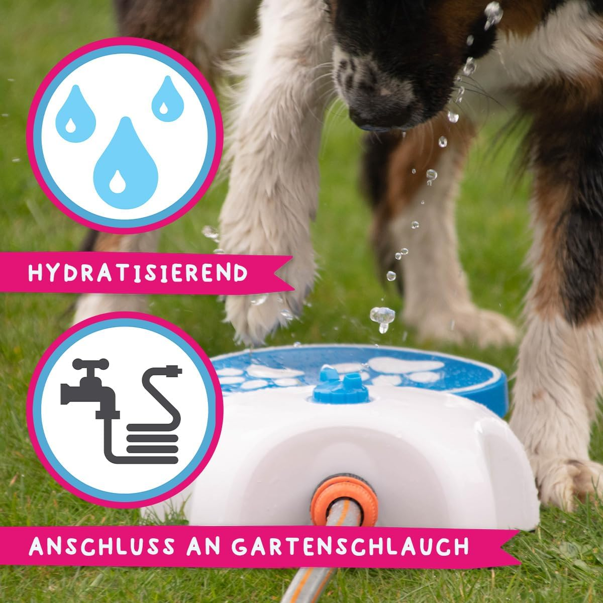 Ein Hund trinkt von einem Sprinkler, der an einen Gartenschlauch angeschlossen ist.