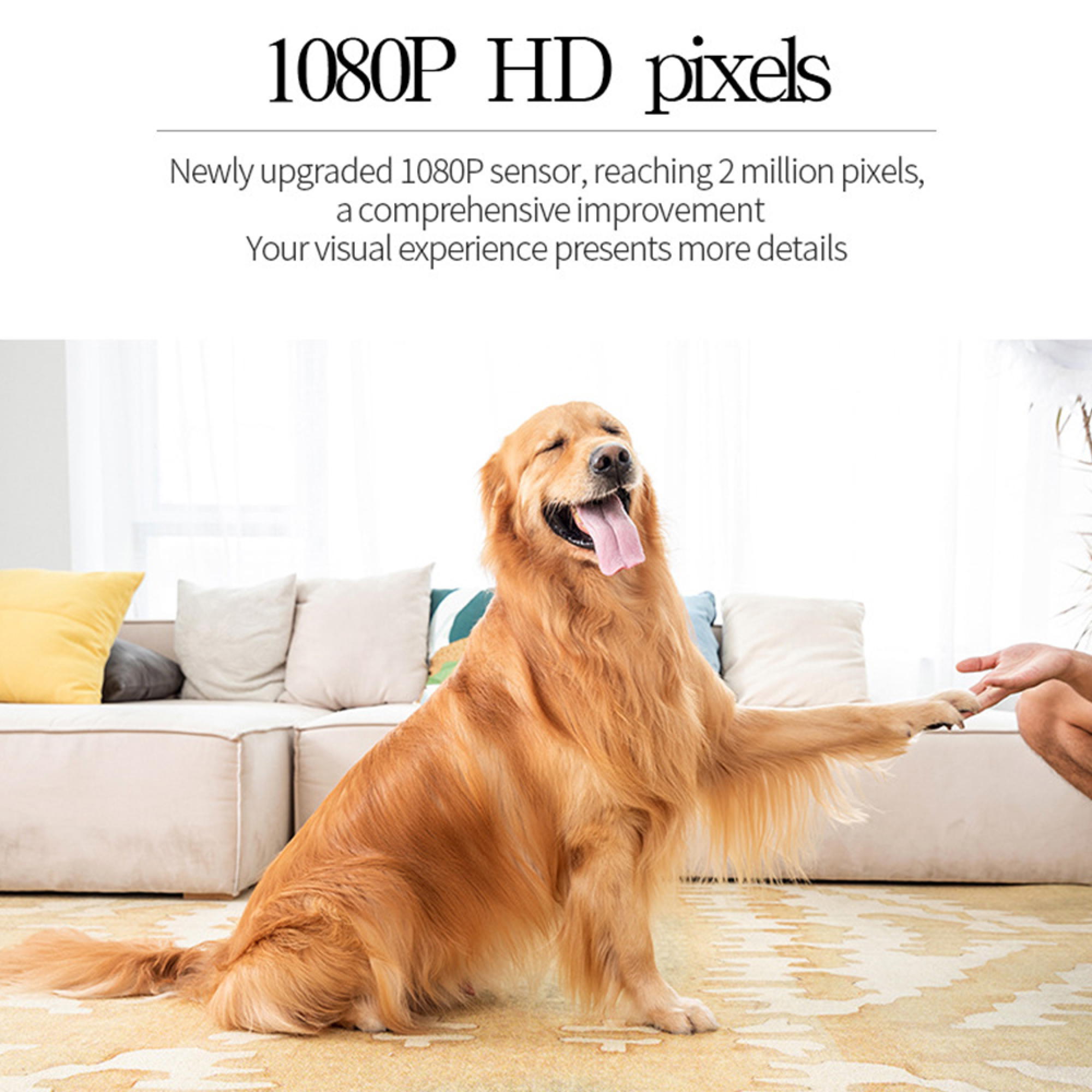 Ein Golden Retriever sitzt auf einem Teppich vor einem Sofa und gibt einem Menschen die Pfote.