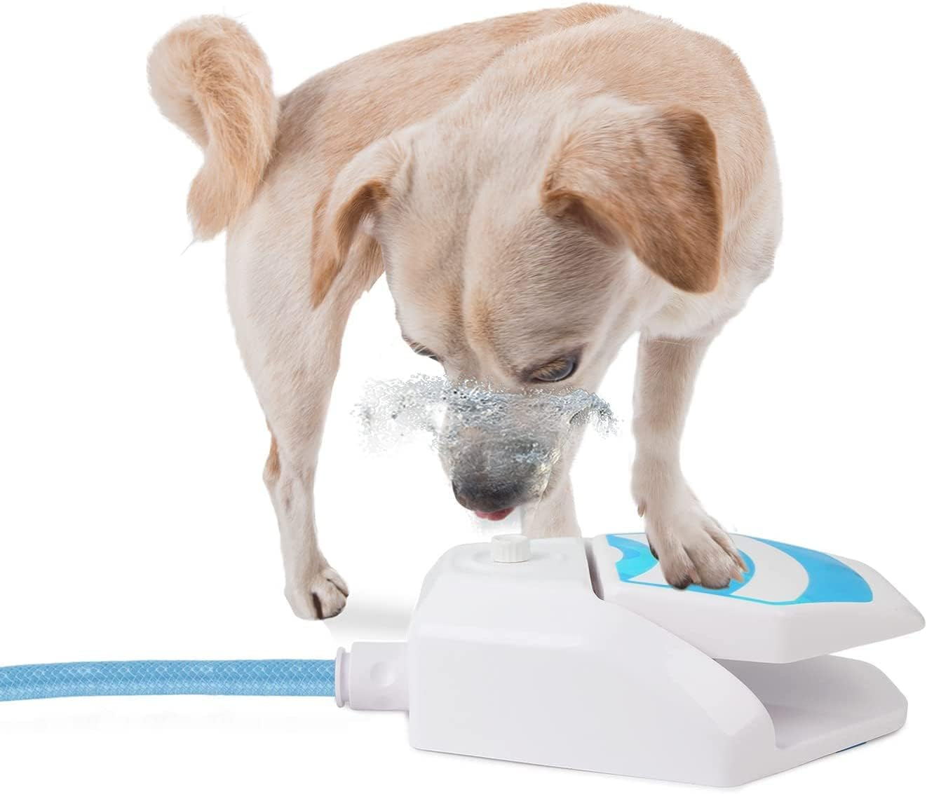 Ein Hund steht vor einem Wasserspender und trinkt Wasser.