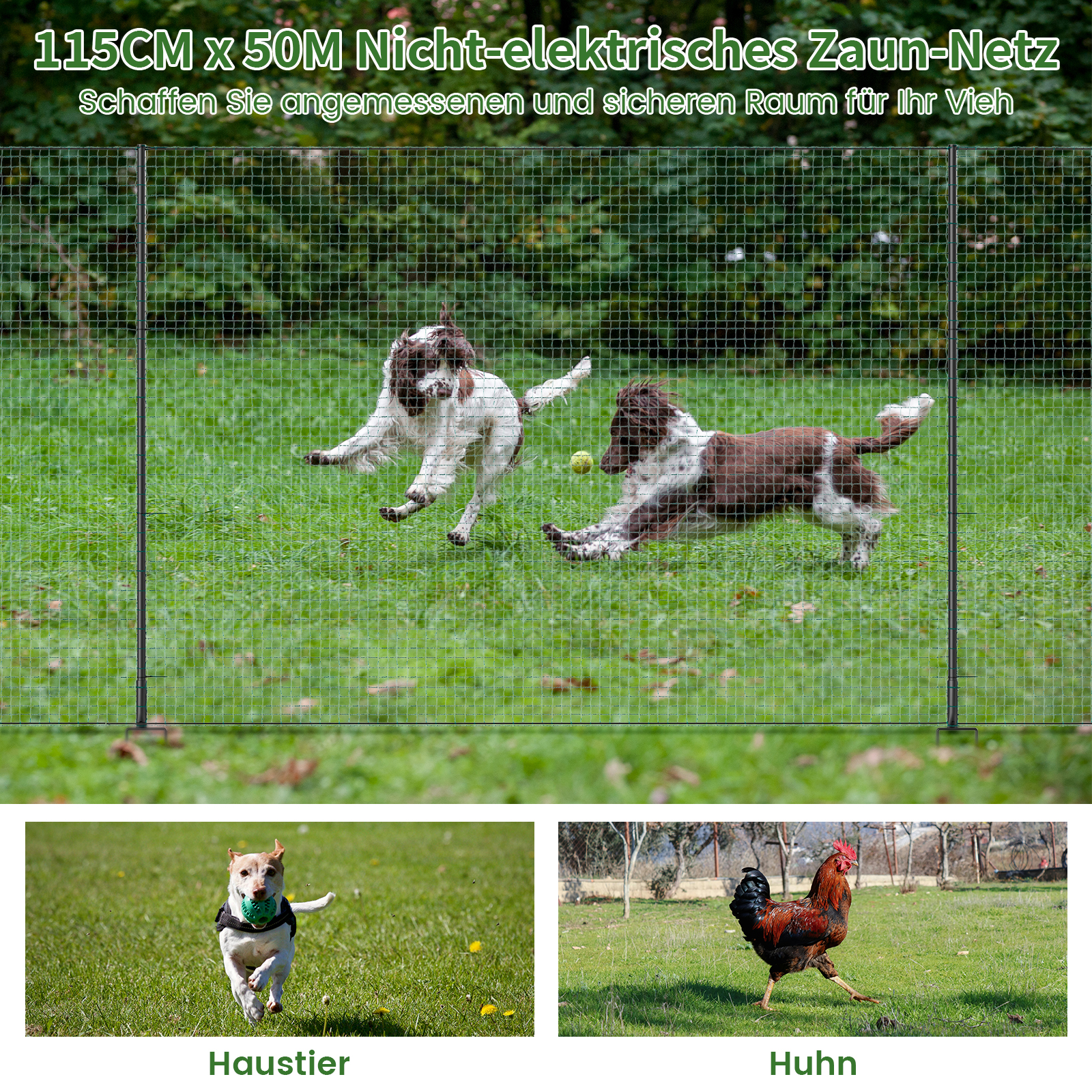 Zwei Hunde spielen mit einem Ball hinter einem Zaun. Unten ein Hund und ein Hahn.