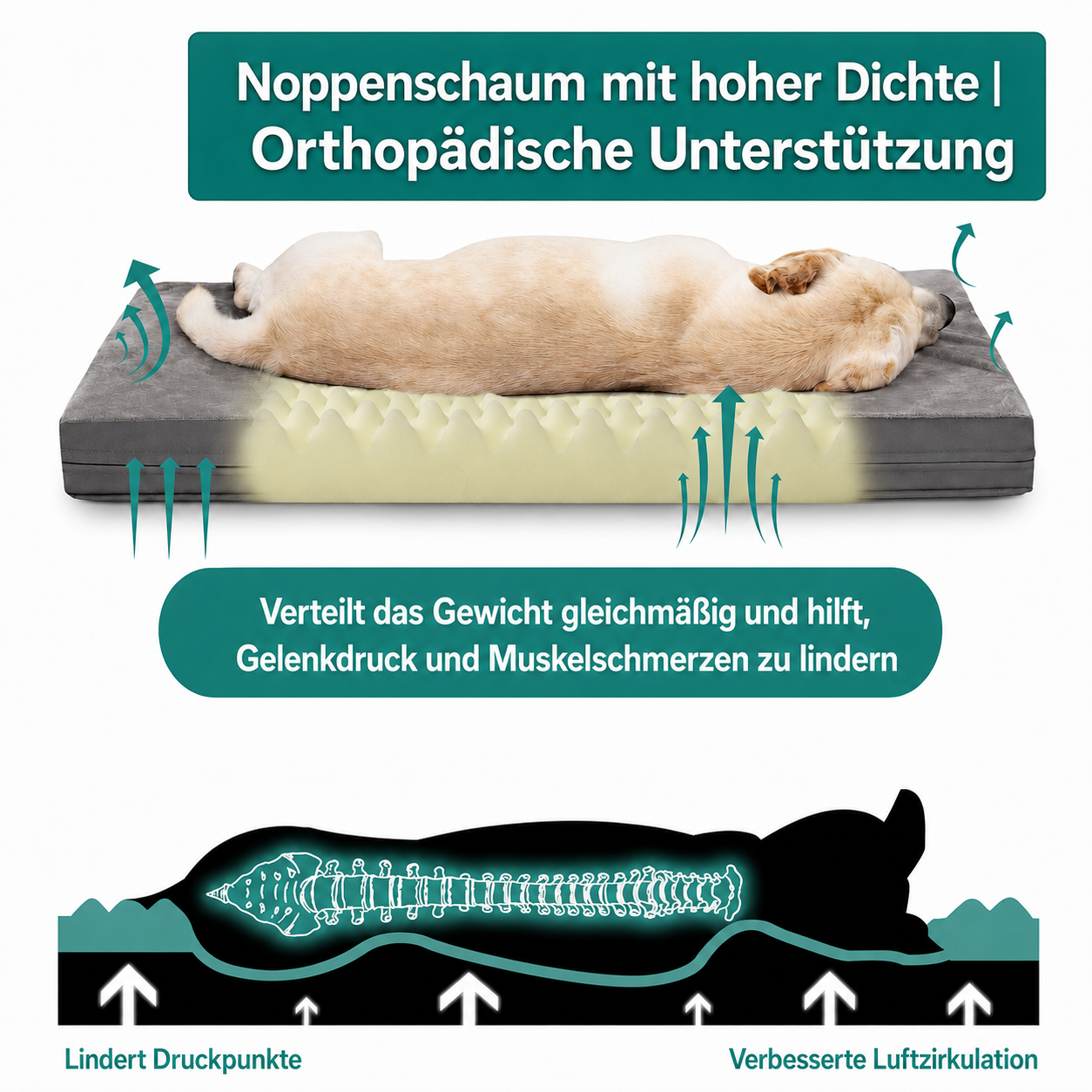 Ein Hund liegt auf einem orthopädischen Hundebett mit Schaumstoff und Luftzirkulation.