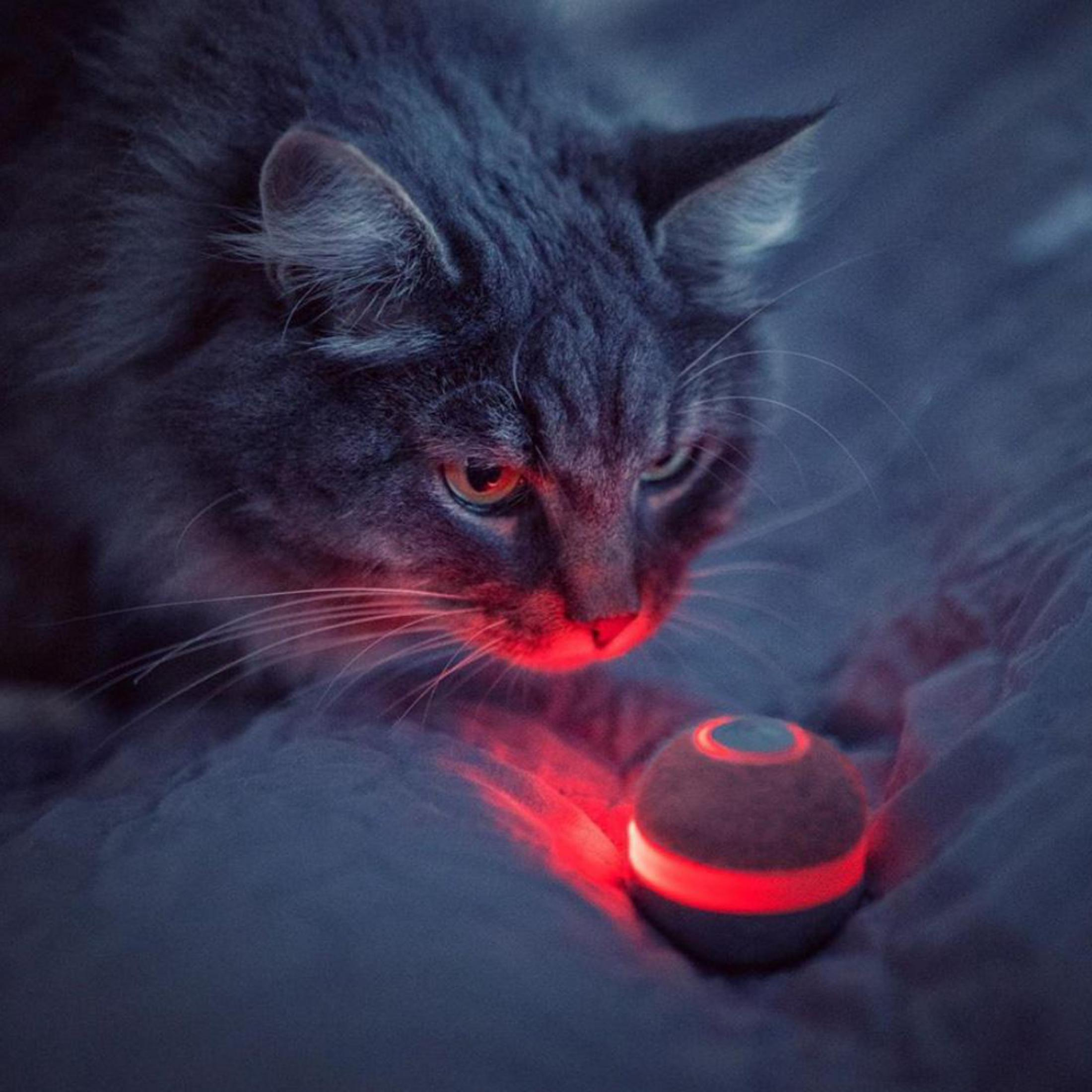 Un gatto grigio guarda una palla rossa luminosa su una coperta.
