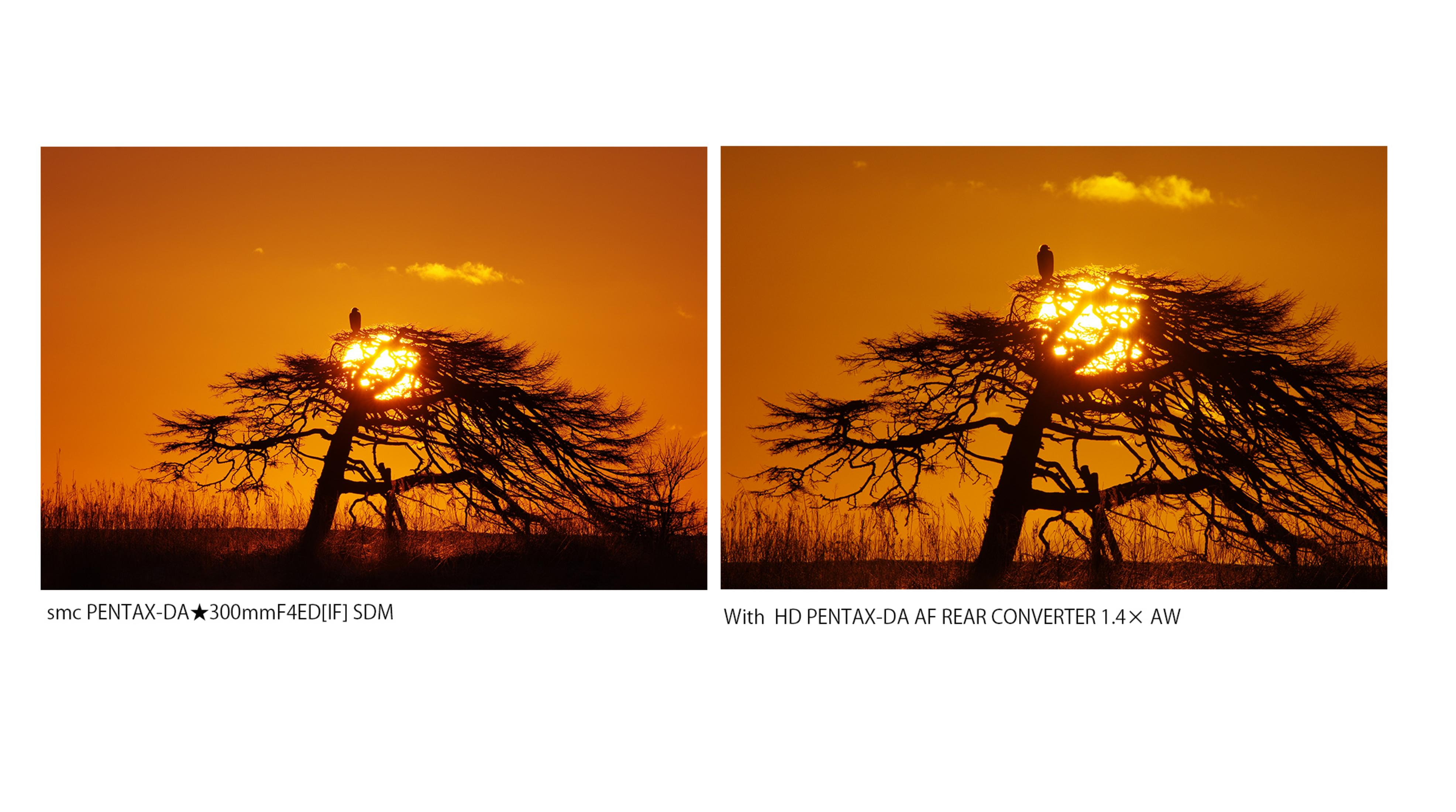 Árbol en silueta con pájaro en ramas contra cielo naranja brillante.