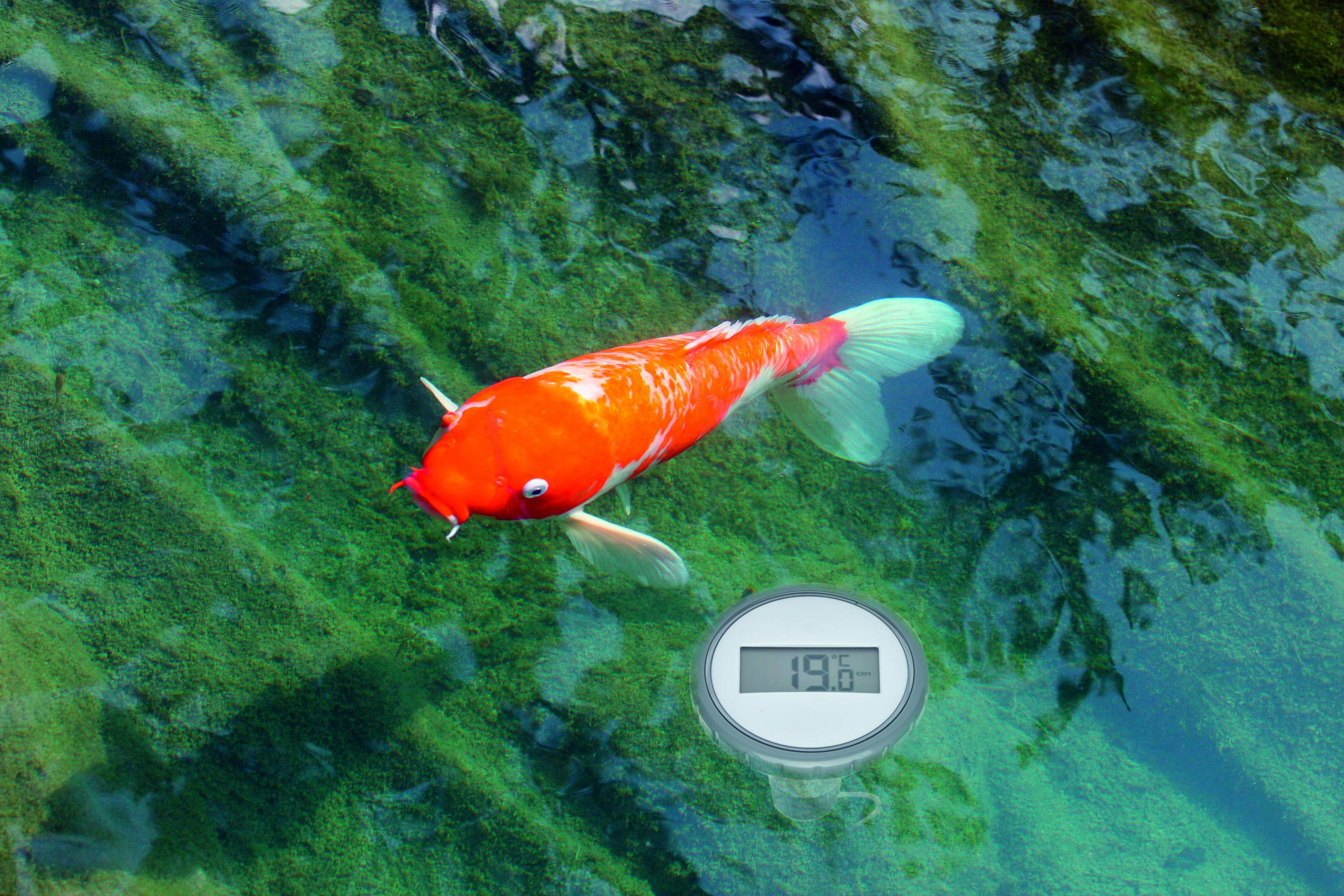 Ein orange-weißer Koi schwimmt in einem Teich mit einer digitalen Temperaturanzeige von 19,6°C.