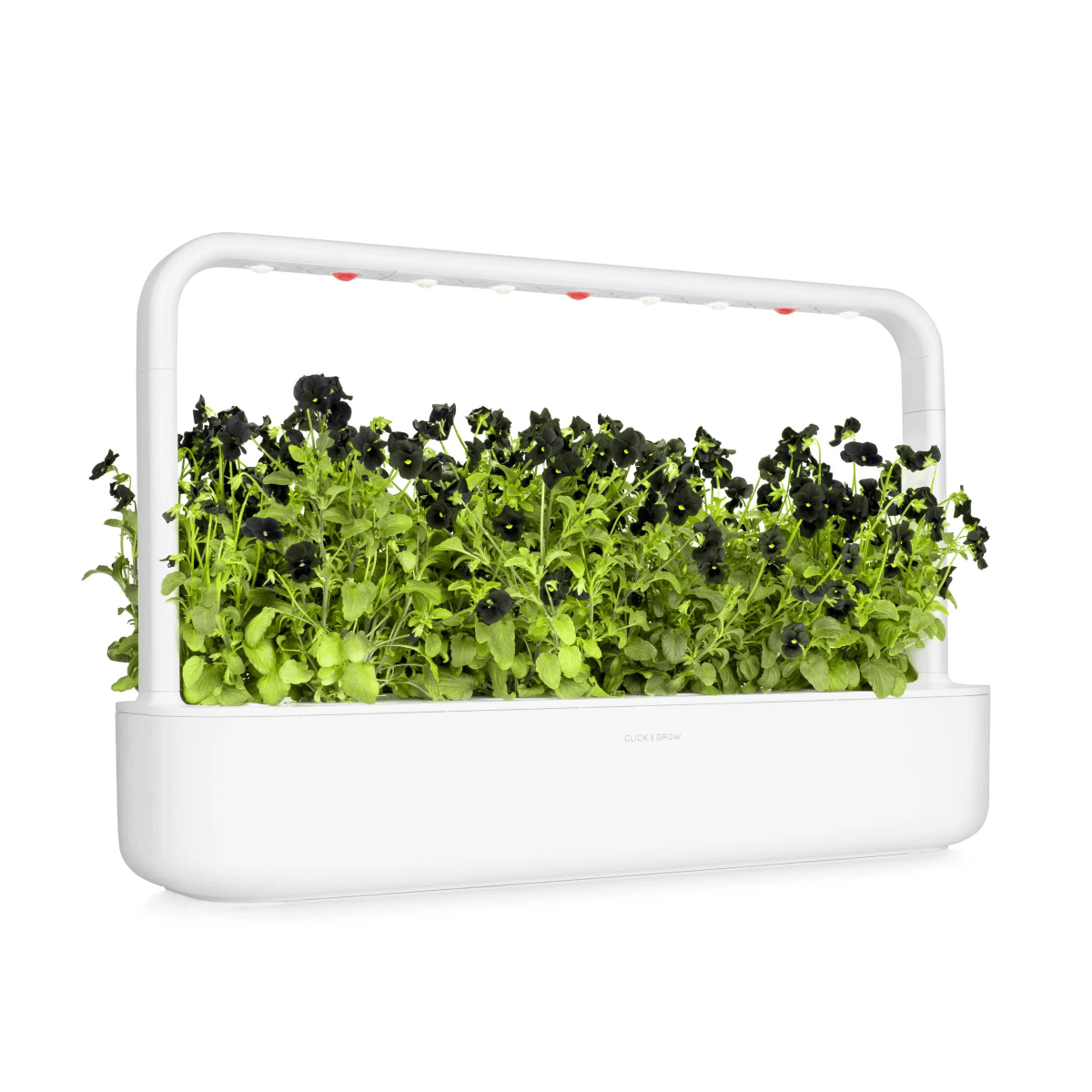 A white indoor garden with many dark purple flowers and green leaves.