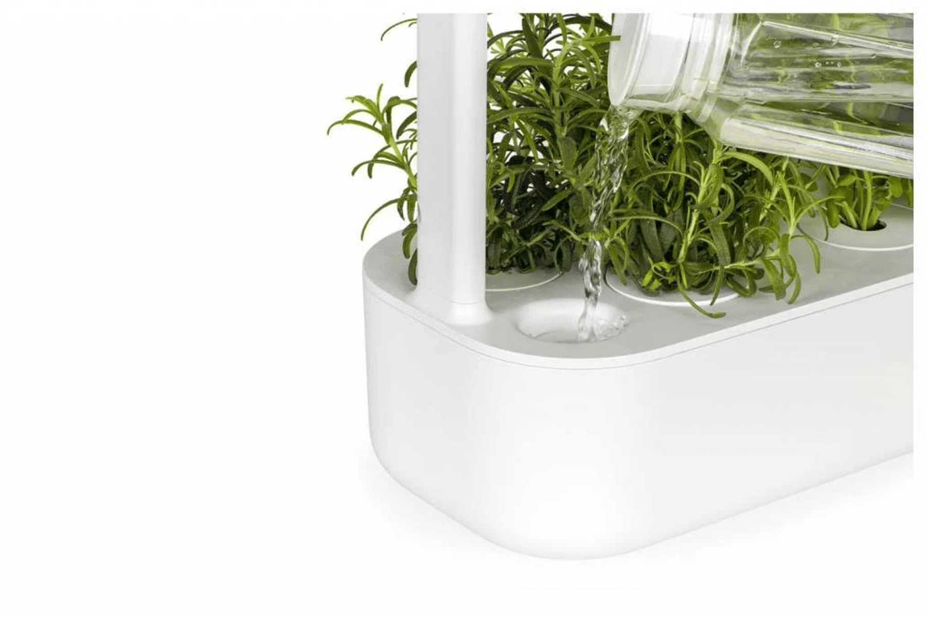 Water pours from a clear jug into a white hydroponic garden with green plants.