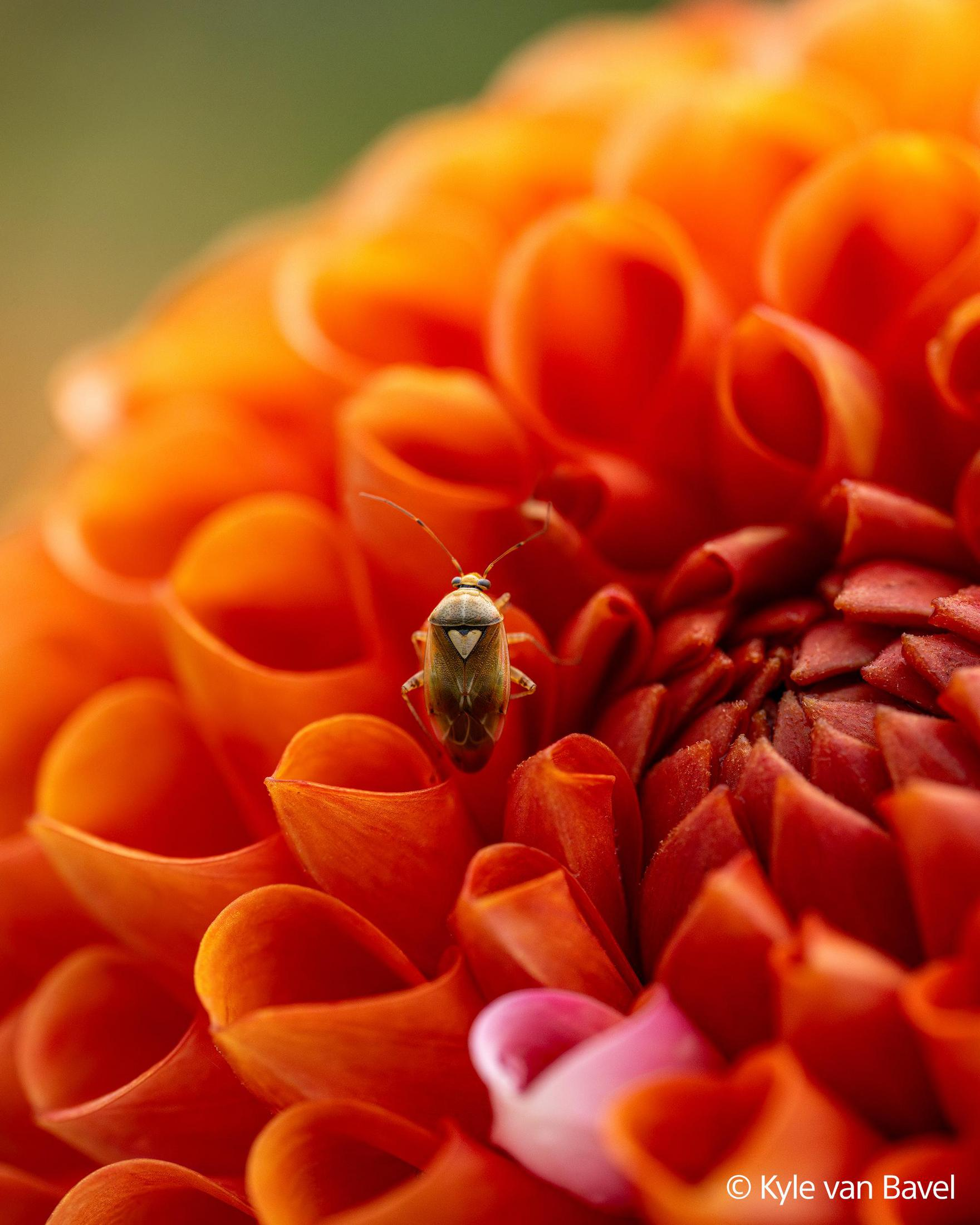 Un piccolo insetto marrone siede su un fiore arancione brillante.