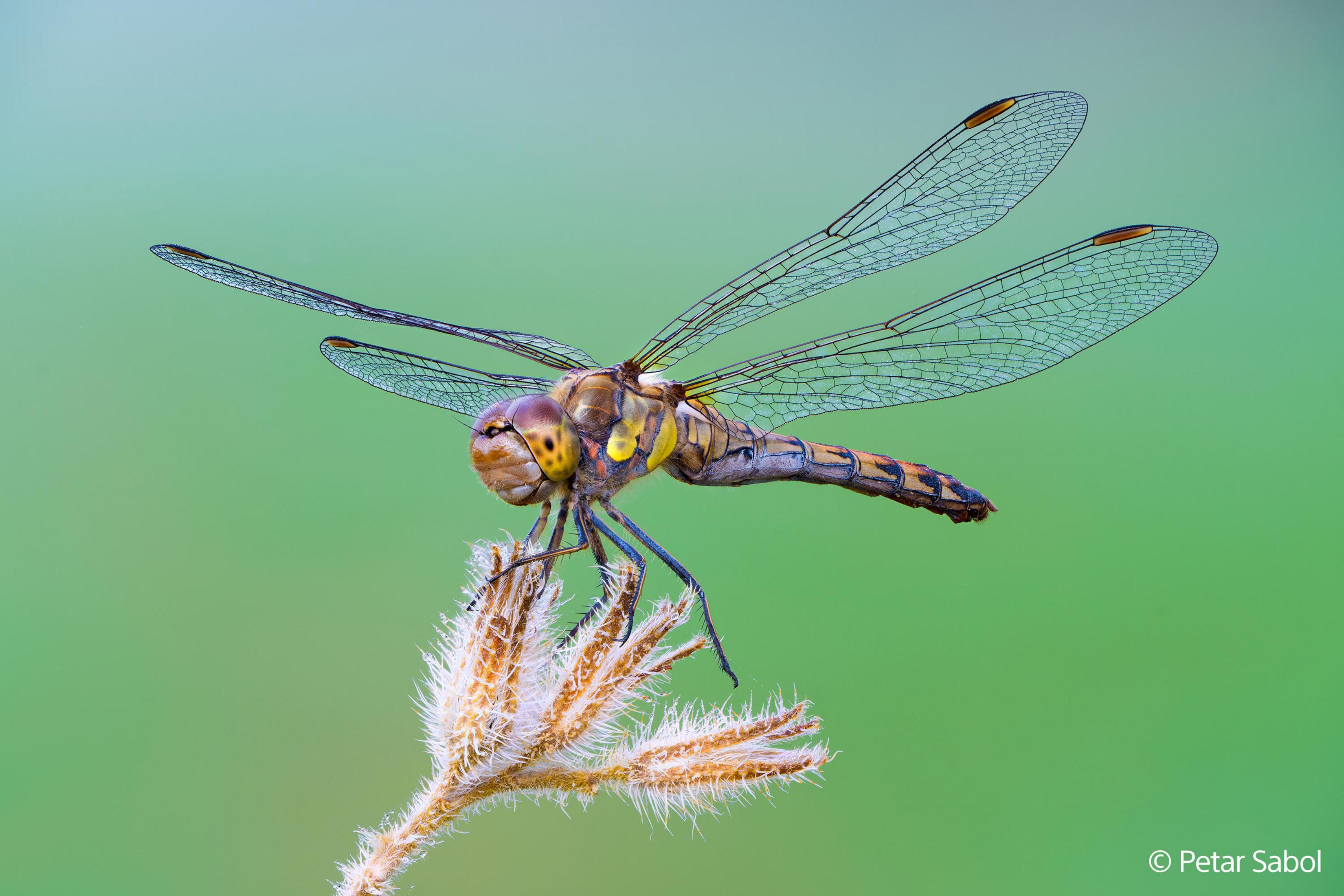 Una libellula con segni gialli e marroni riposa su una pianta su sfondo verde.