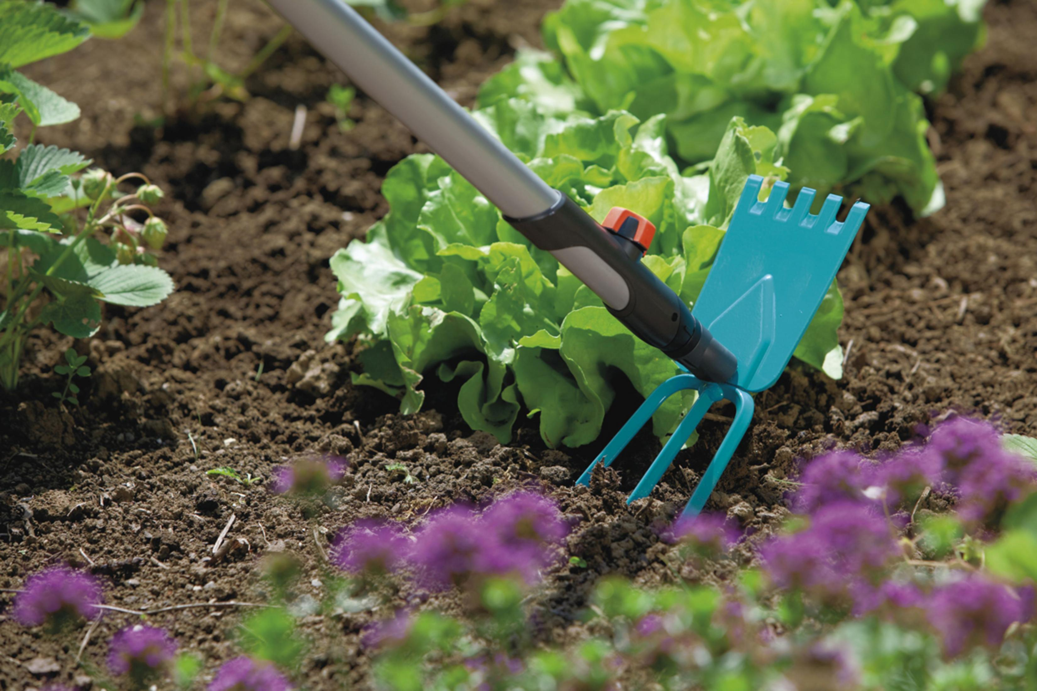 Un attrezzo da giardino con testa blu smuove la terra accanto a lattuga e fiori viola.