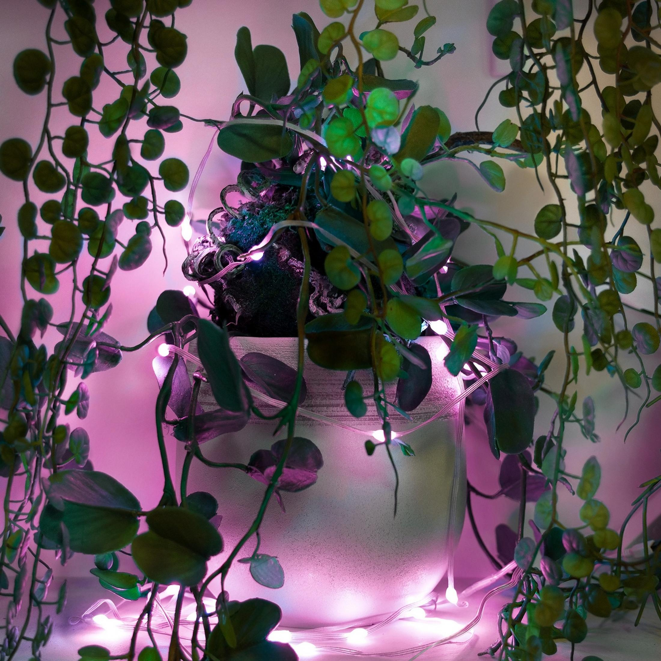 Una planta en maceta con hojas verdes, envuelta en luces rosas.