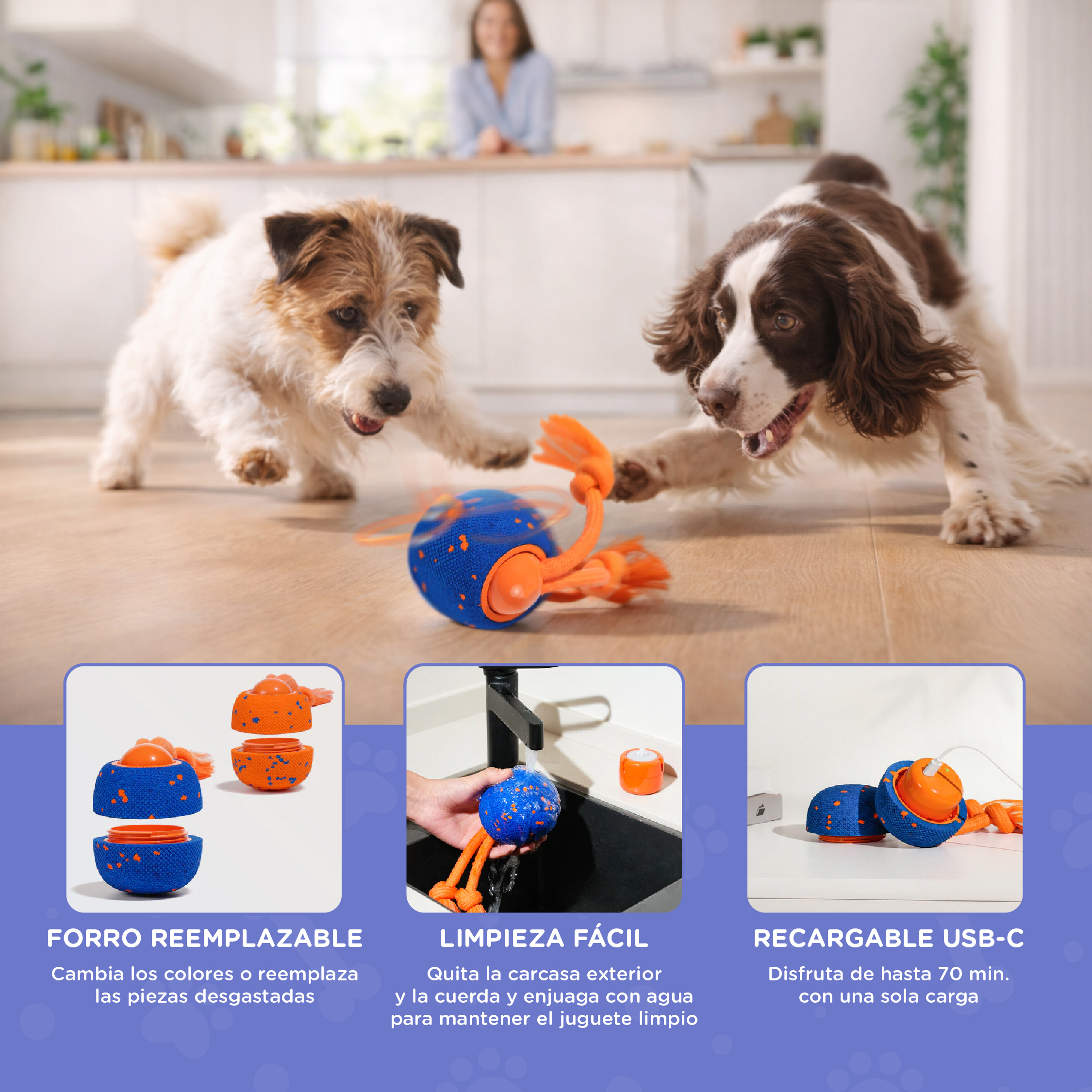 Dos perros juegan con un juguete azul y naranja en una cocina luminosa.