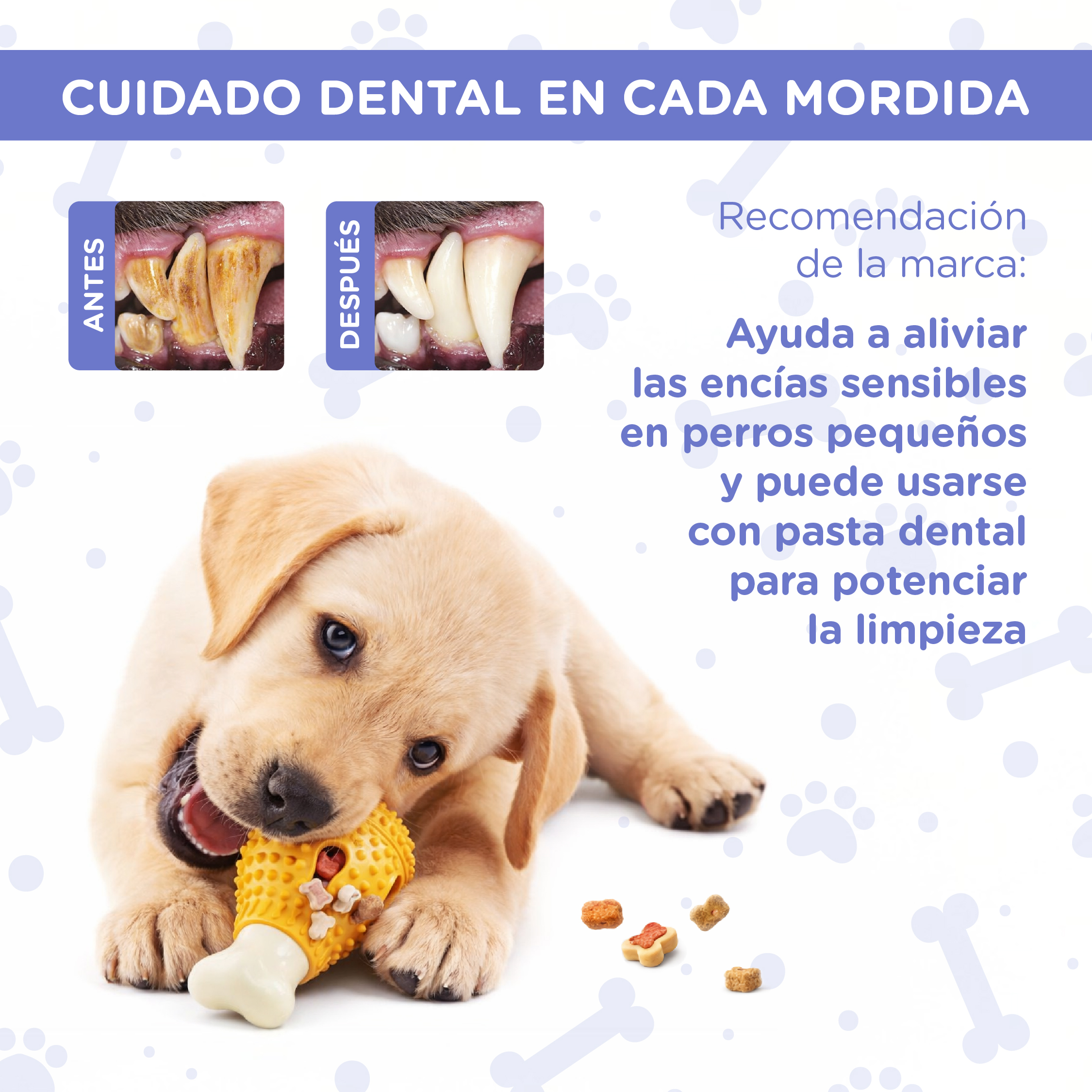 Un cachorro Labrador mastica un juguete de hueso amarillo, con golosinas esparcidas.