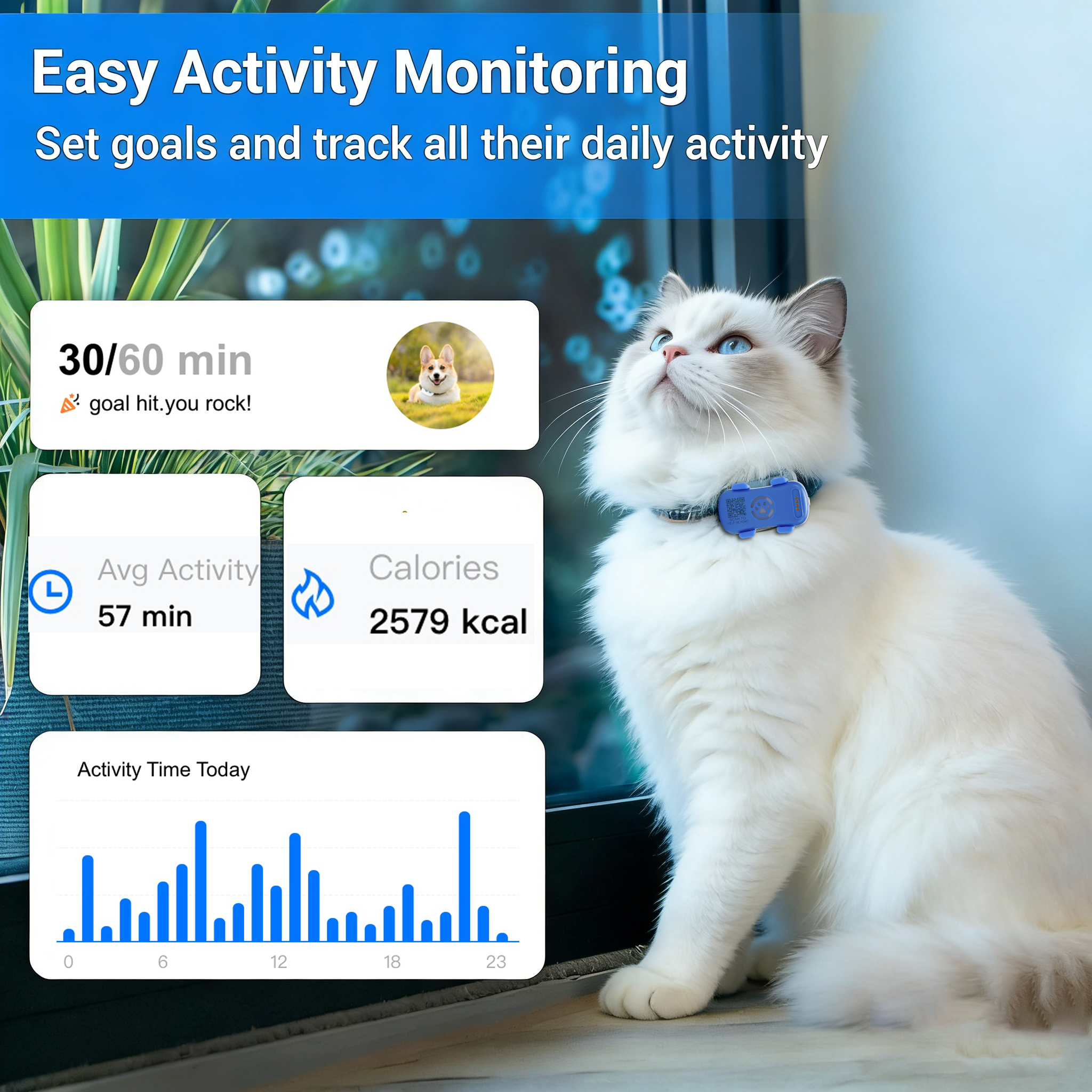 Weiße Katze mit blauen Augen trägt blauen Tracker. Aktivitätsstatistiken angezeigt.