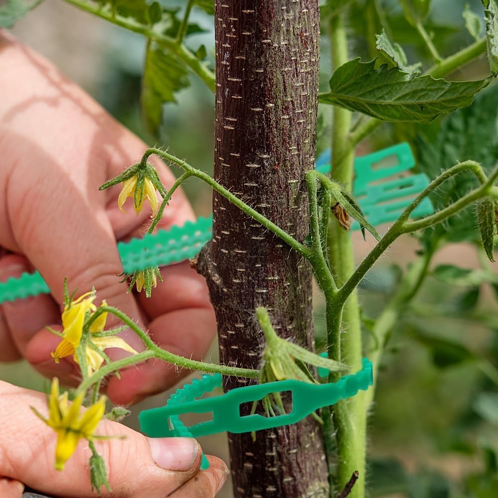 Grüne Clips befestigen eine Tomatenpflanze an einem dunklen Stamm.