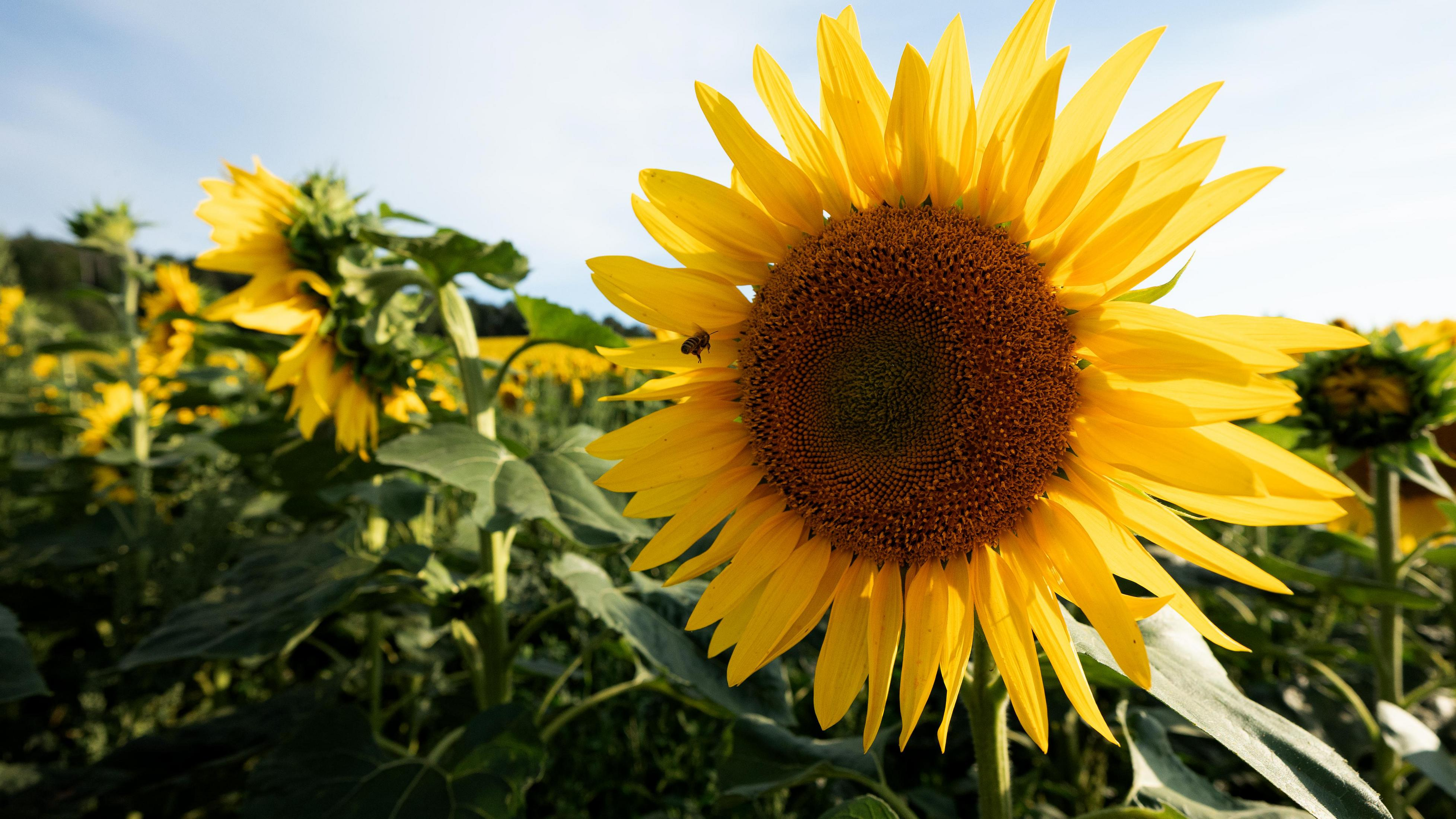 Eine Biene fliegt an einer großen Sonnenblume vorbei, im Hintergrund weitere Sonnenblumen.