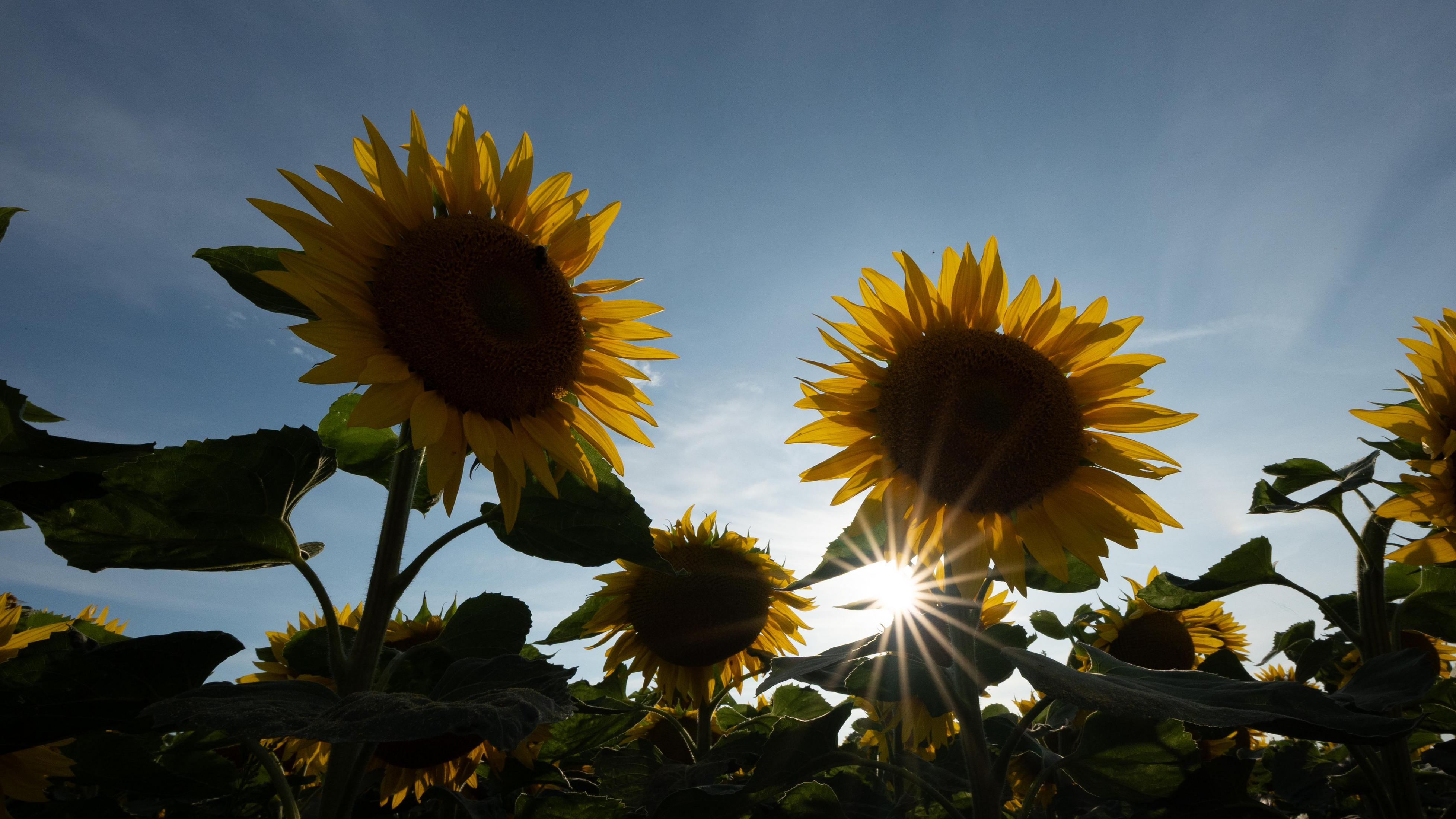 Sonnenblumen im Gegenlicht gegen einen blauen Himmel mit Wolken.