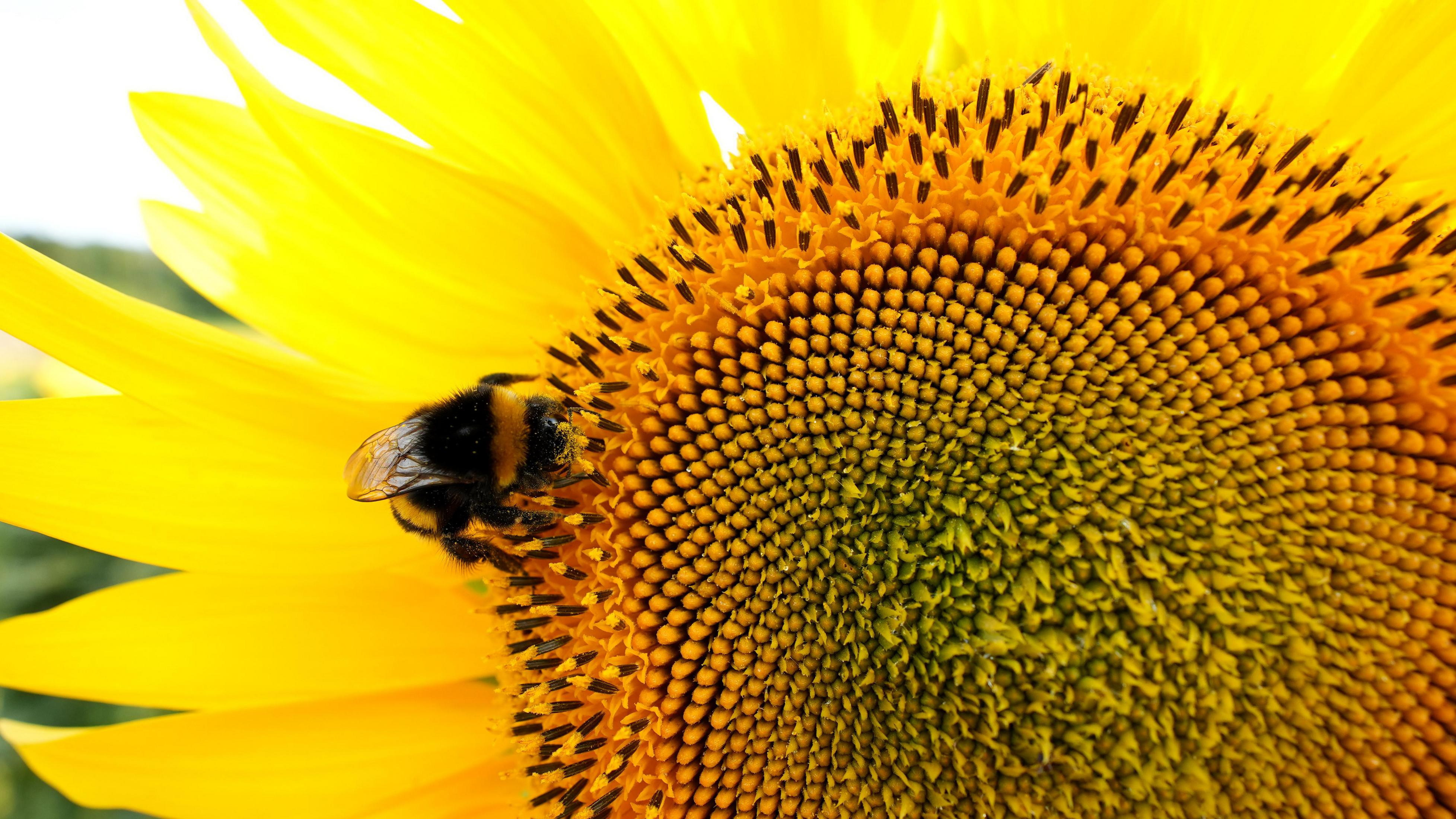 Eine Hummel sitzt auf einem Sonnenblumenkern. Gelbe Blütenblätter im Hintergrund.