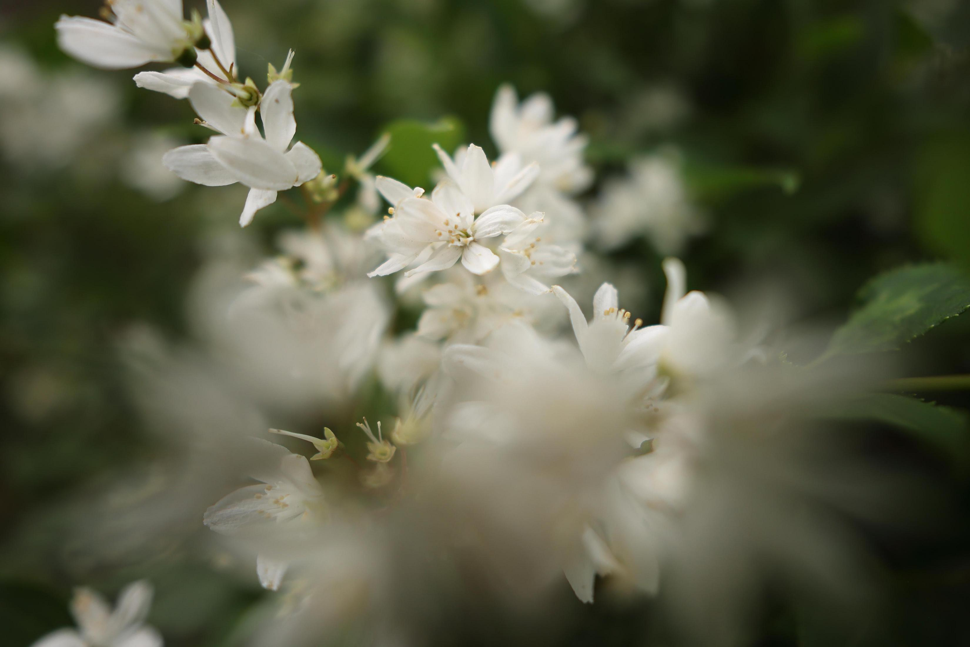 Petites fleurs blanches avec des feuilles vertes à l'arrière-plan, floues.