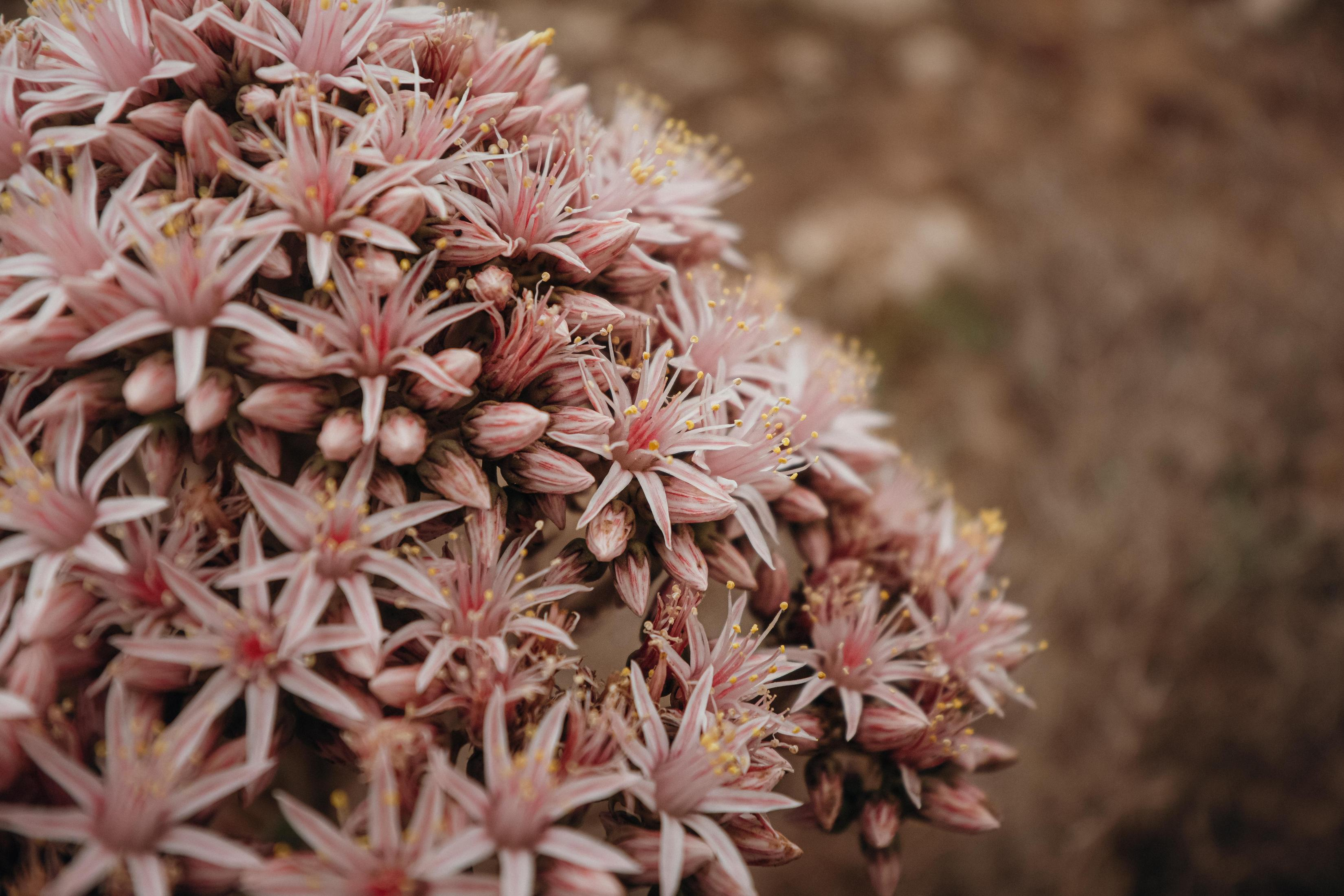 Primo piano di fiori rosa chiaro con stami gialli su sfondo marrone.