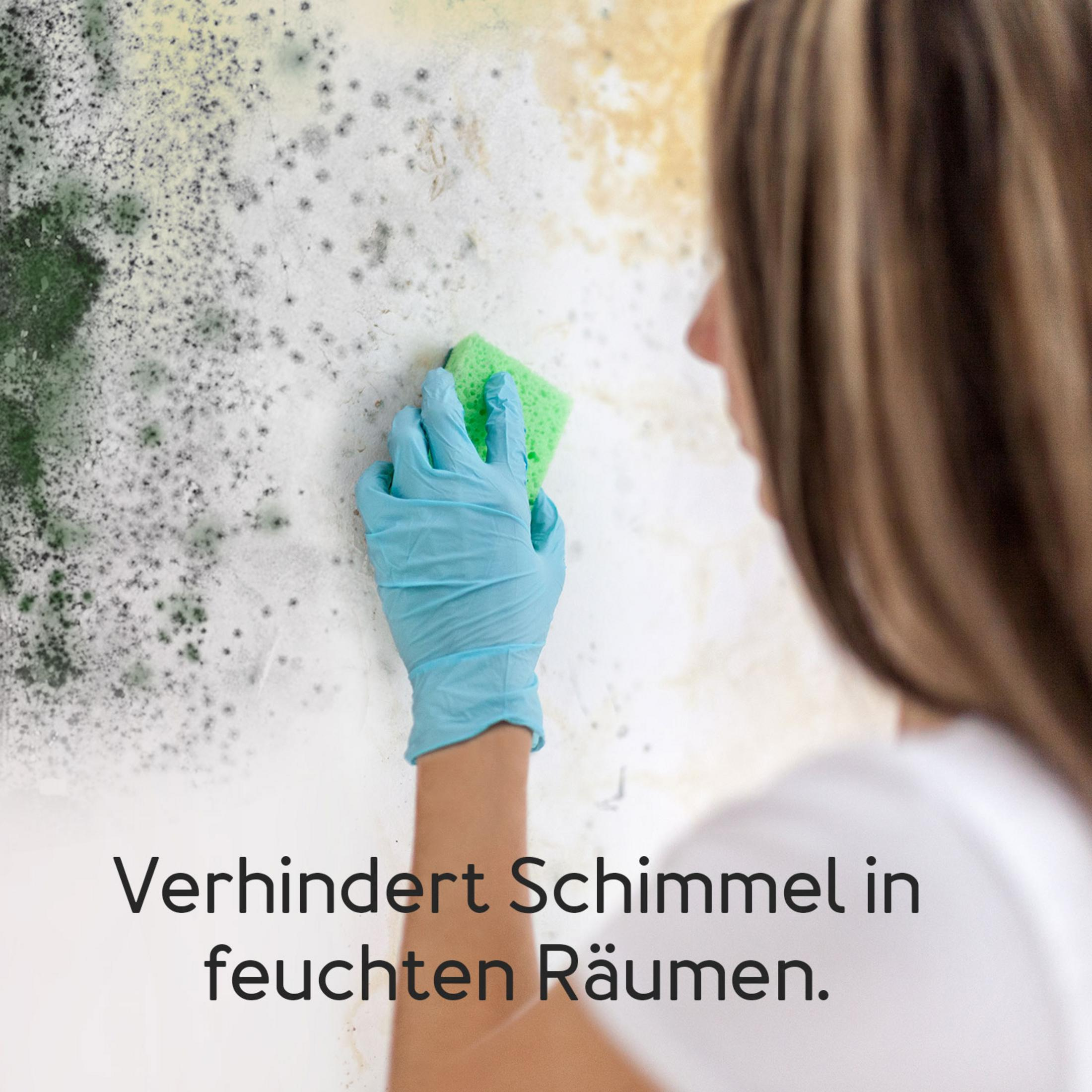 Frau mit blauer Handschuh reinigt Schimmelwand mit grünem Schwamm.