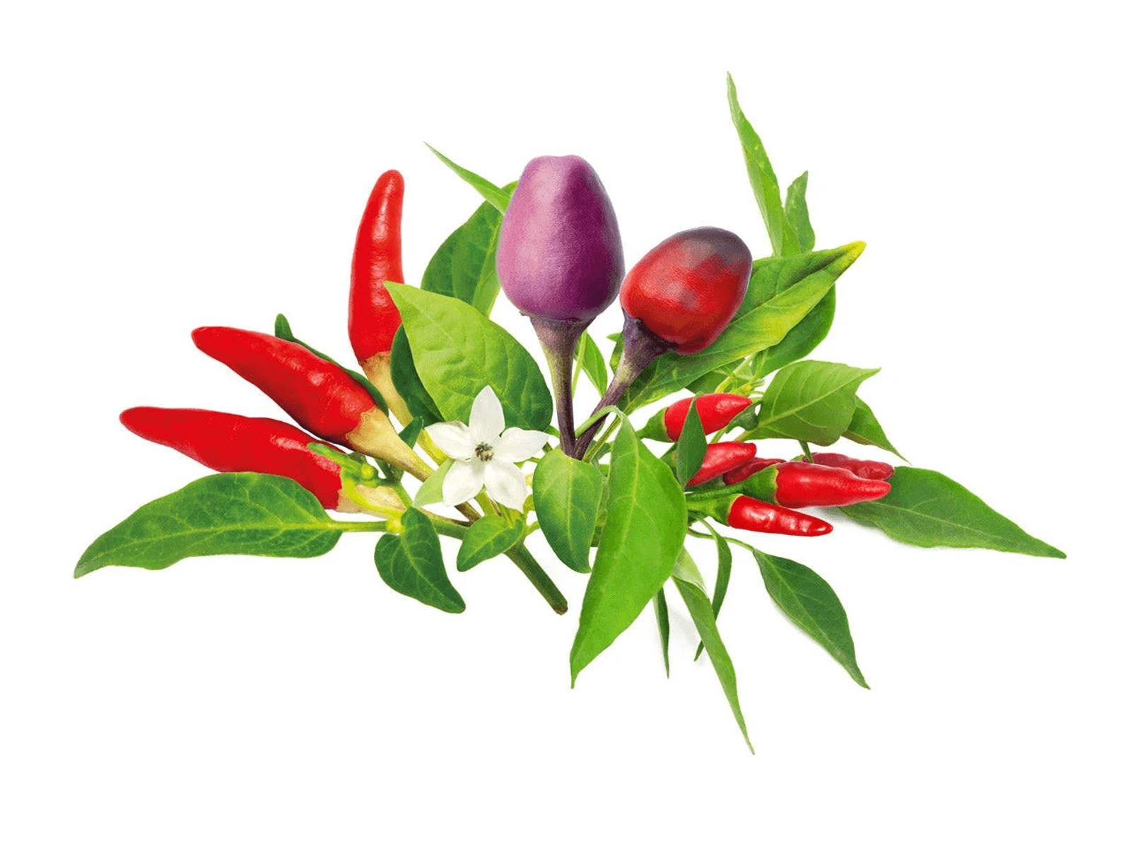 Peperoncini rossi e viola con foglie e un fiore bianco su sfondo bianco.