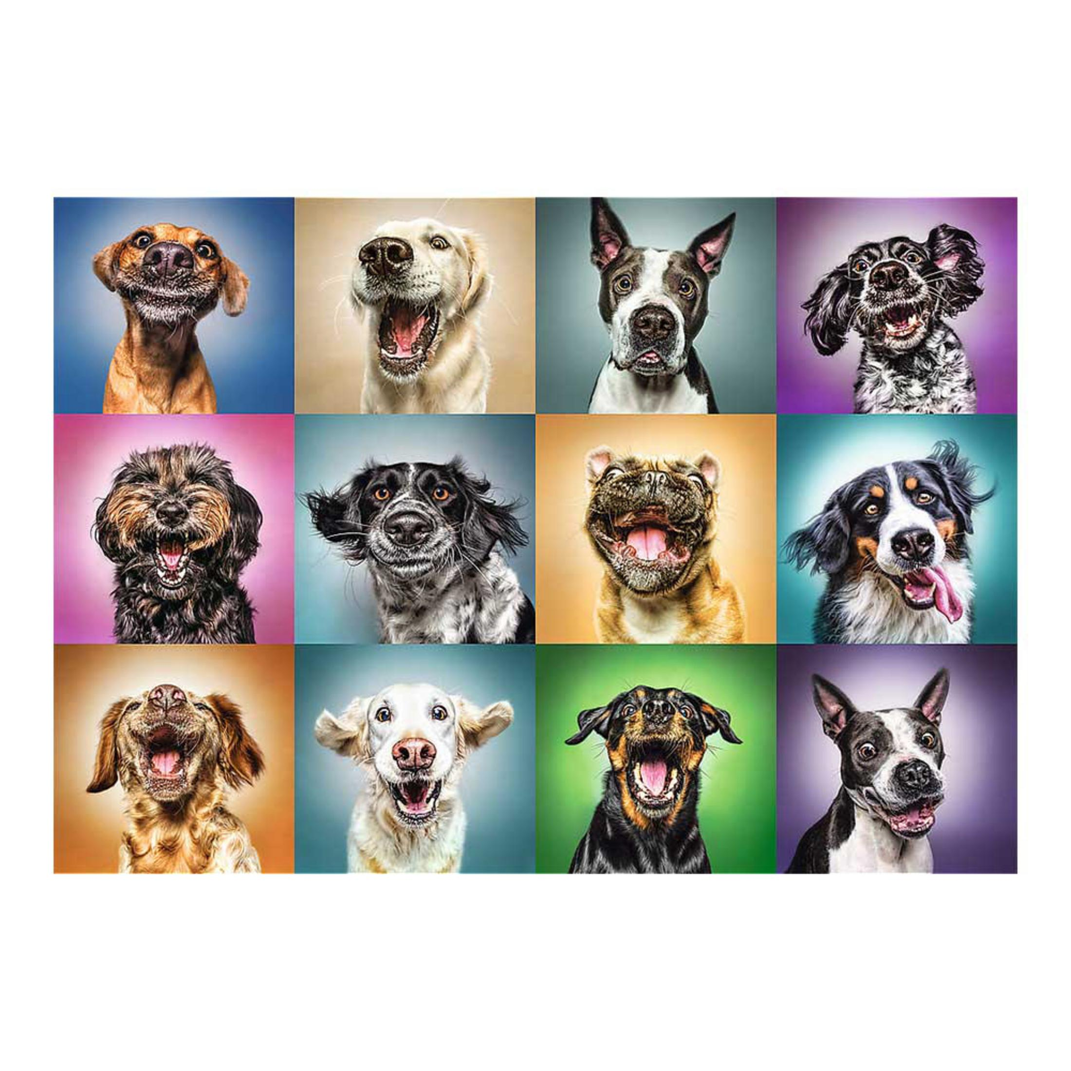 Douze portraits de chiens gueules ouvertes et langues, fonds colorés.