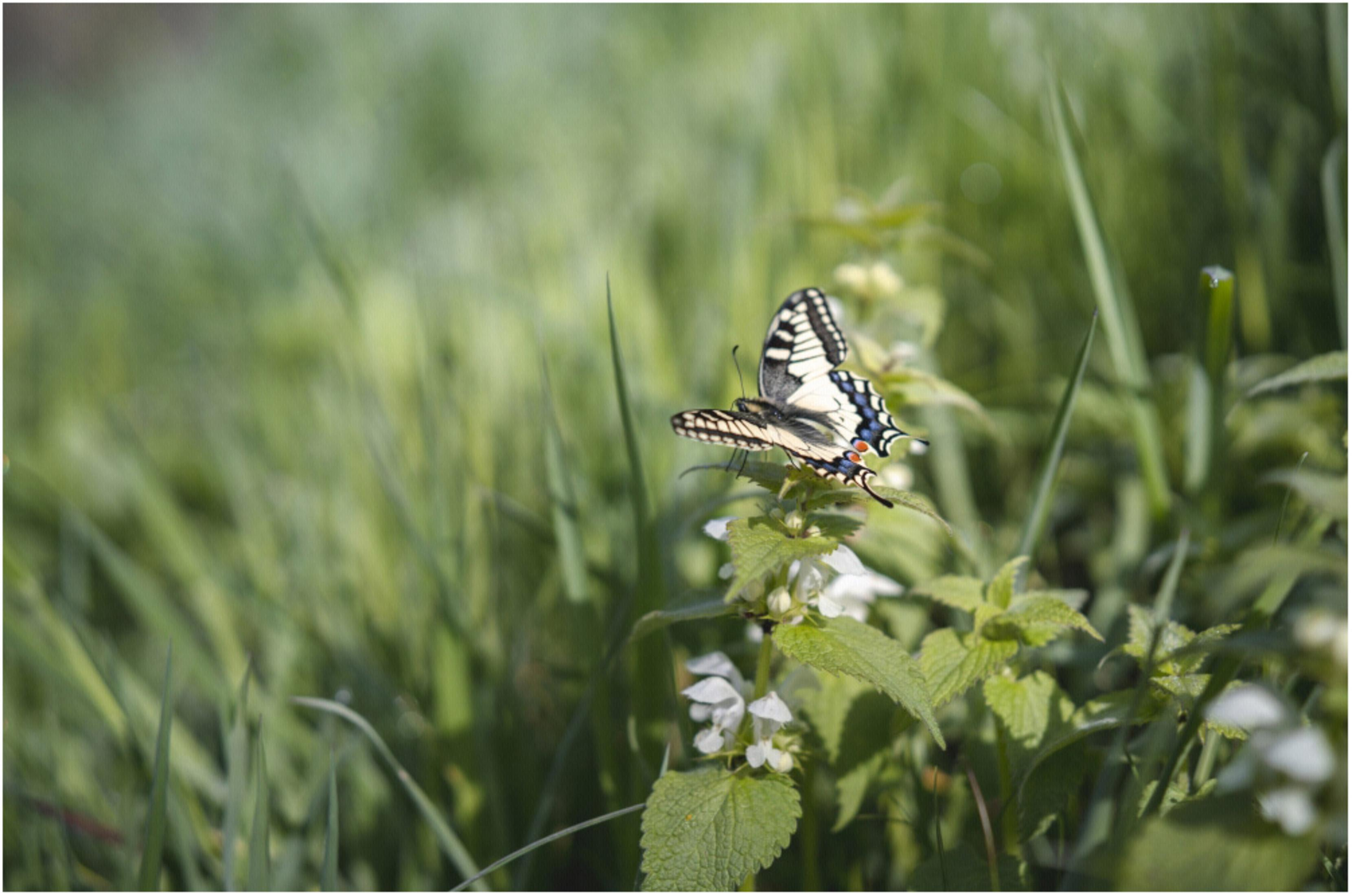 Ein Schwalbenschwanzschmetterling mit schwarzen, gelben und blauen Markierungen ruht auf einer Pflanze.