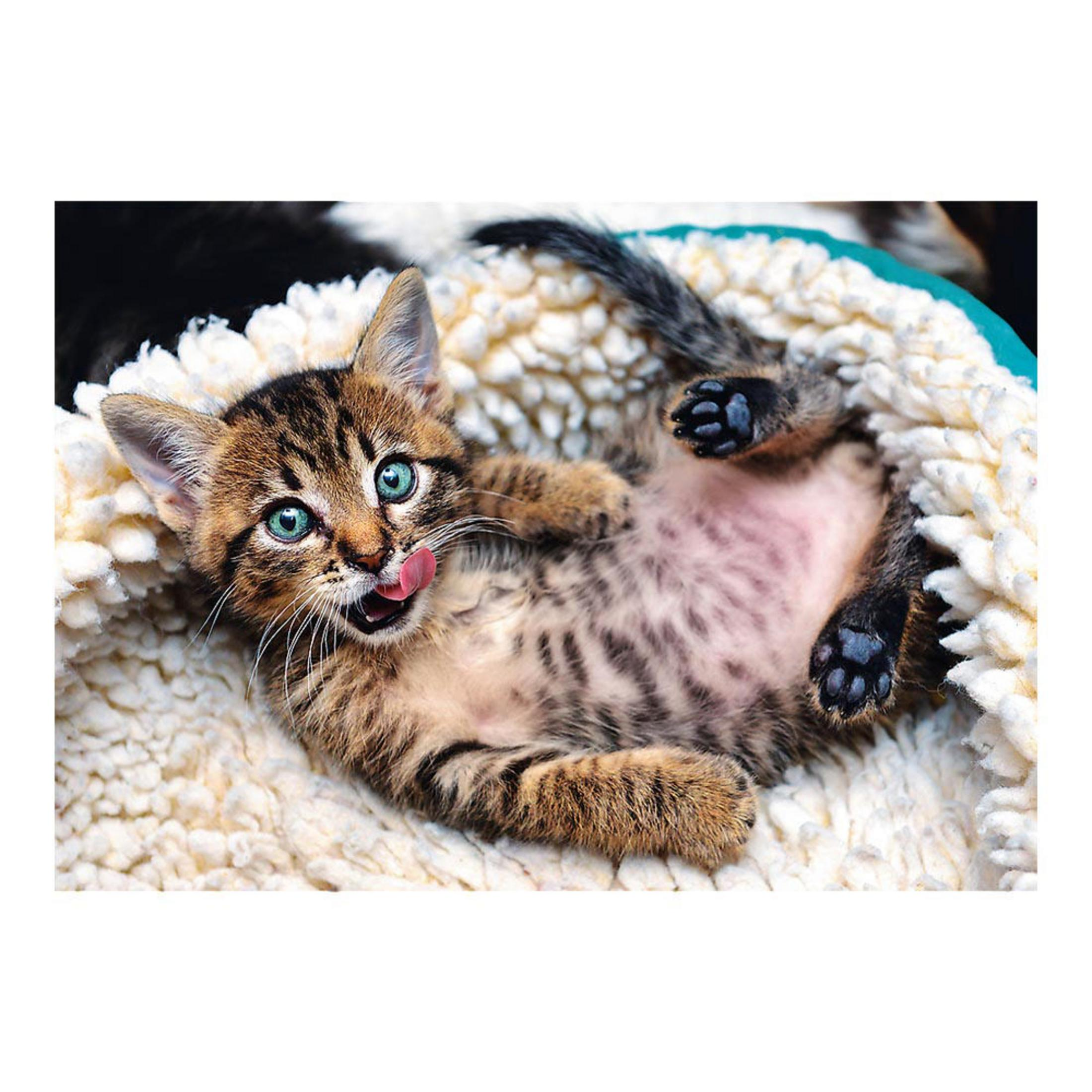 Un gatito atigrado con ojos azules se lame los labios mientras yace de espaldas.