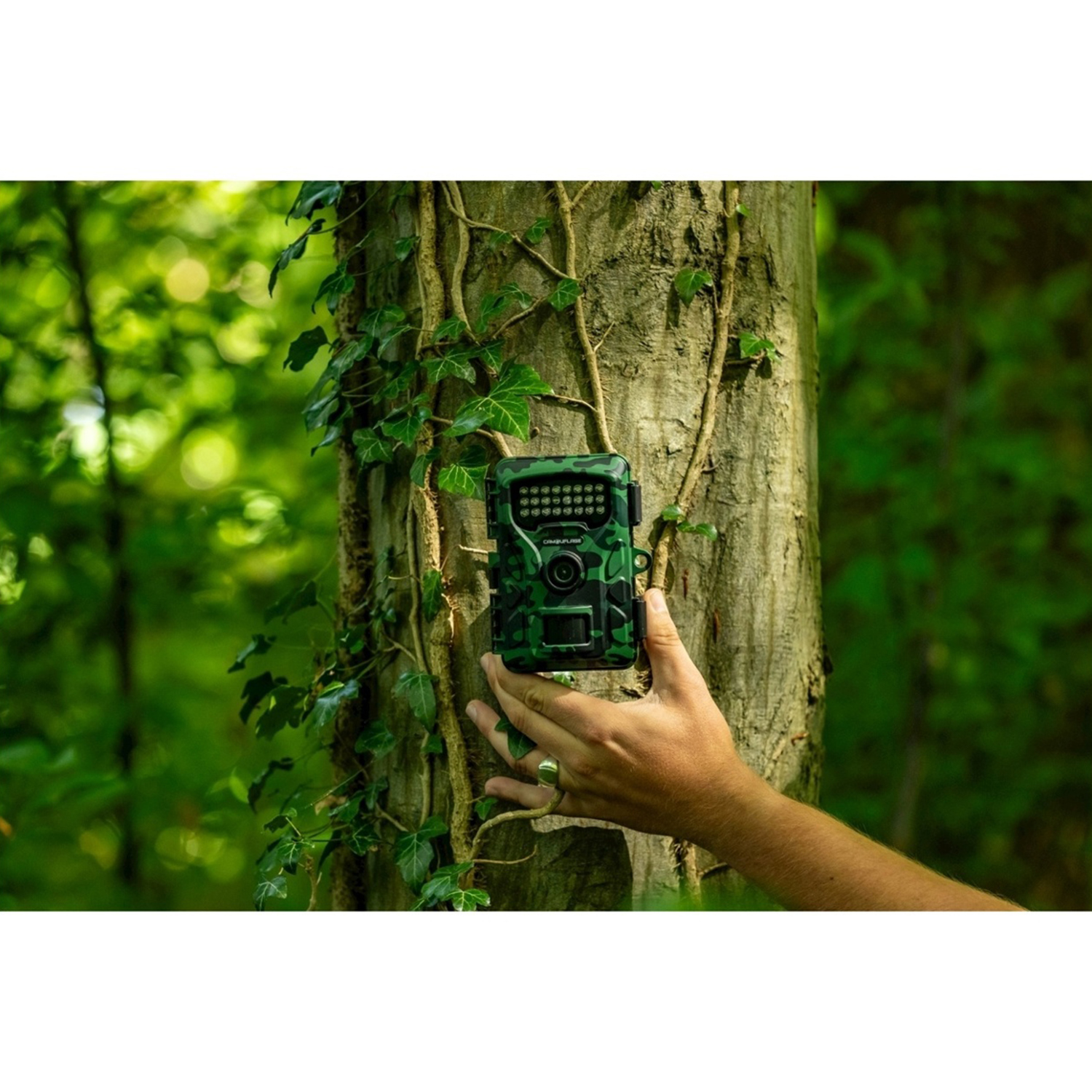 Una fototrappola mimetica verde è attaccata a un albero coperto di edera.