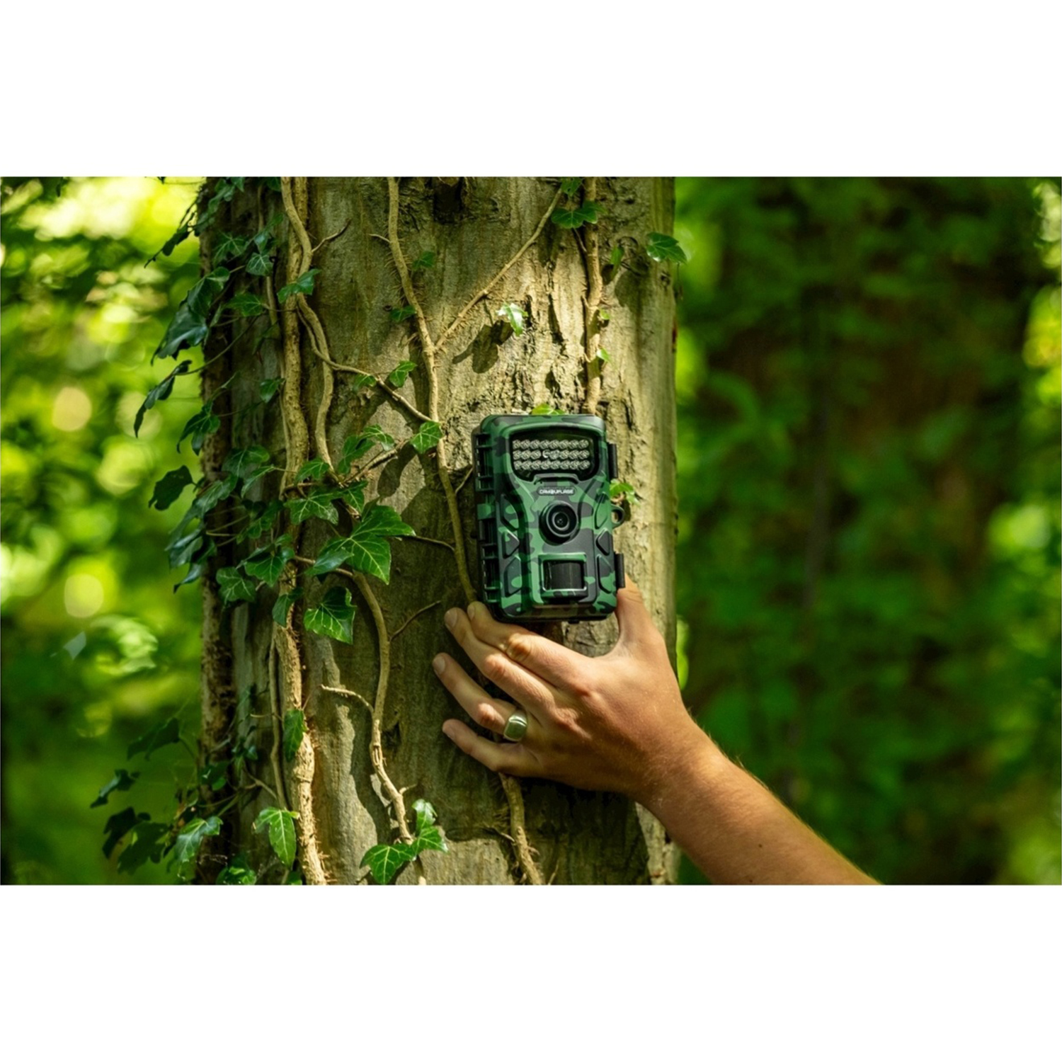 Una mano attacca una fototrappola mimetica a un tronco d'albero con edera.