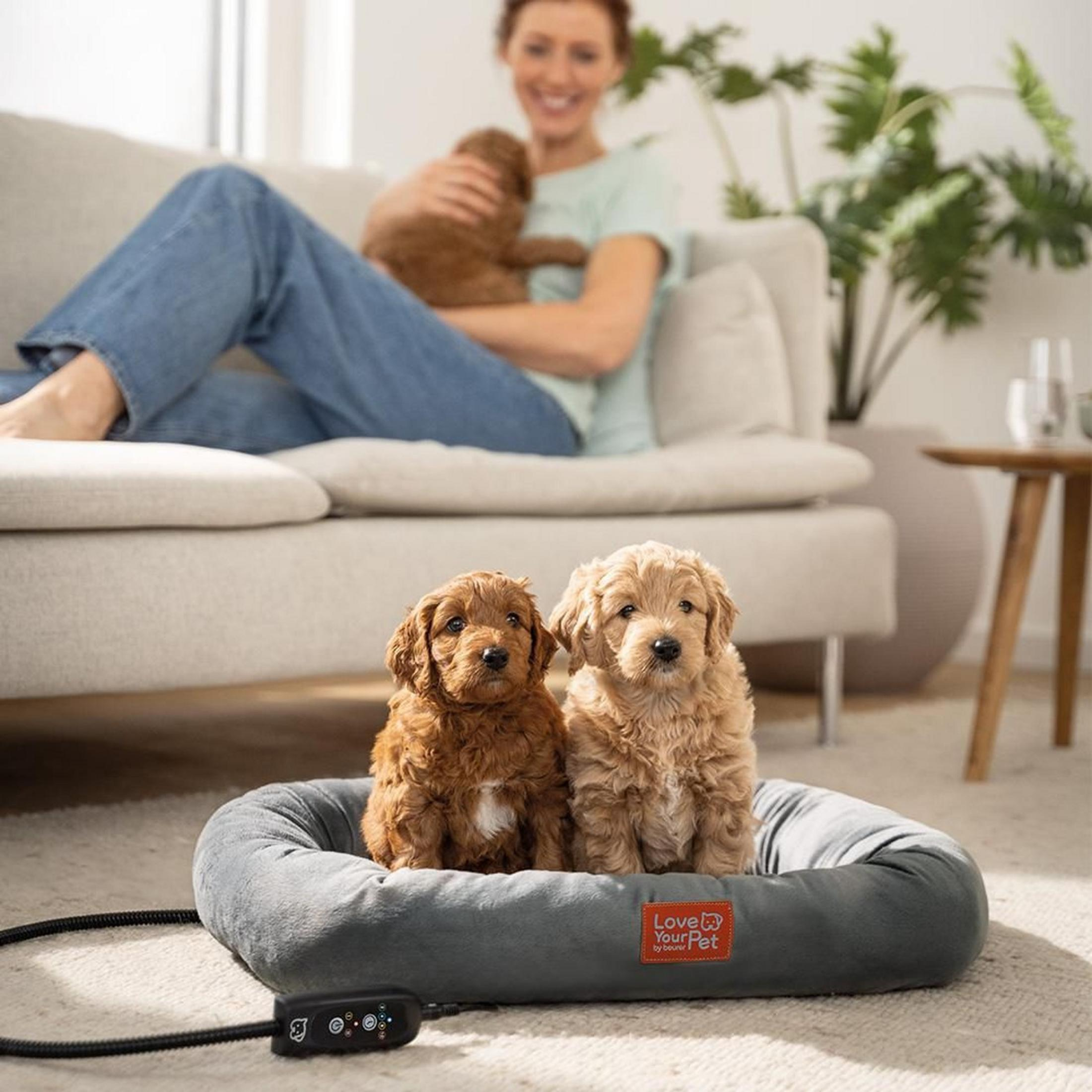 Dos cachorros lindos se sientan en una cama para perros climatizada, una mujer sostiene un cachorro.
