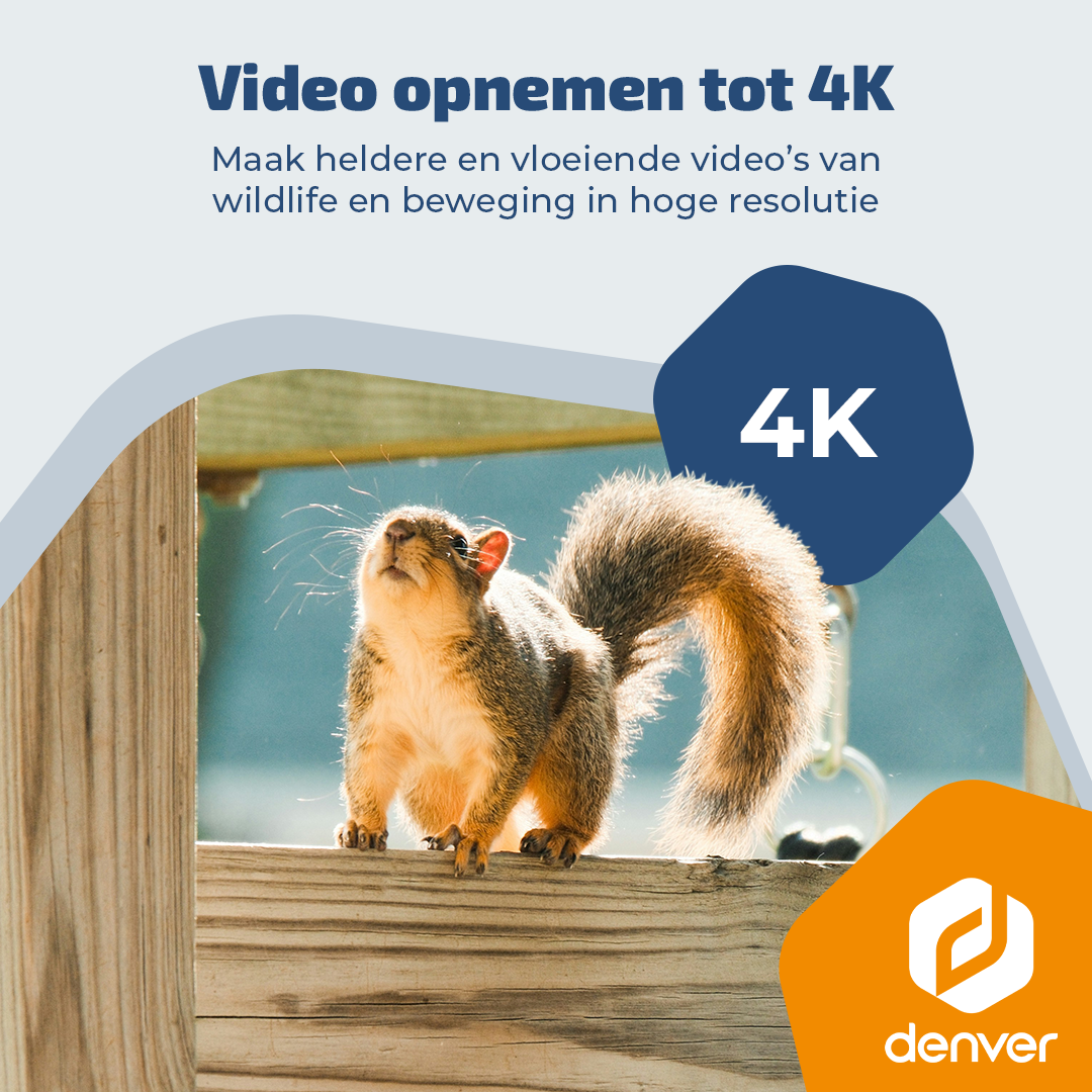 Ein Eichhörnchen auf einem Holzsteg. Text über 4K-Videoaufnahmen.