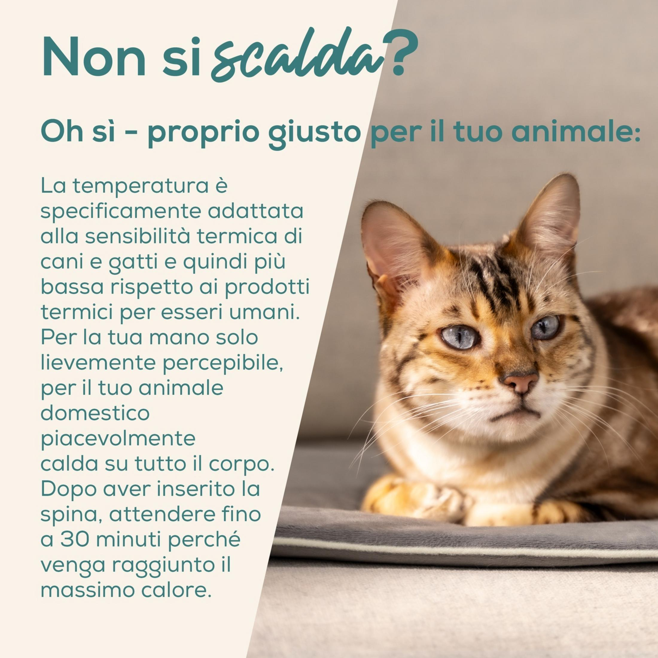 Ein Bengal-Katzenkopf mit blauen Augen ruht auf einer Decke. Text im Hintergrund.