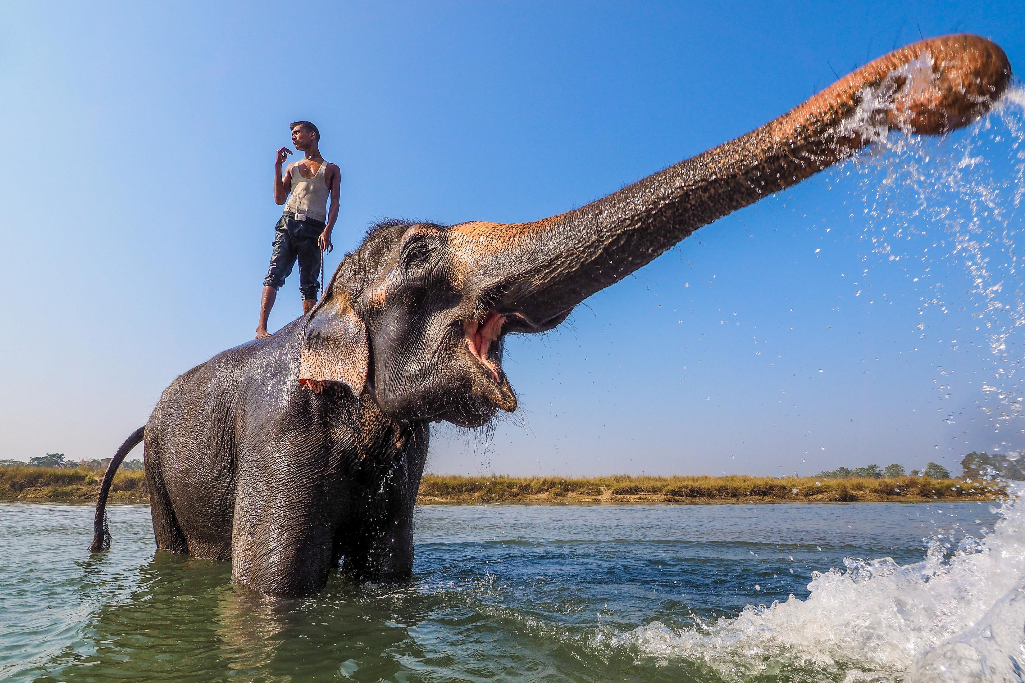 Elefant spritzt Wasser mit Rüssel, Mann steht auf Rücken.