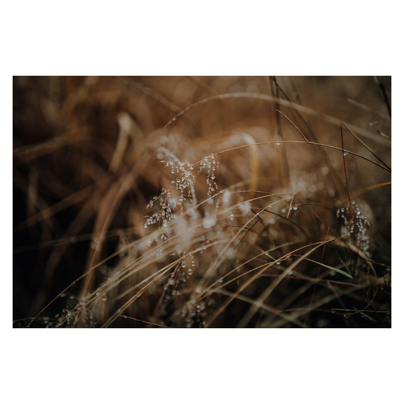 Fines herbes avec des gouttes de rosée, sous une lumière chaude et floue.