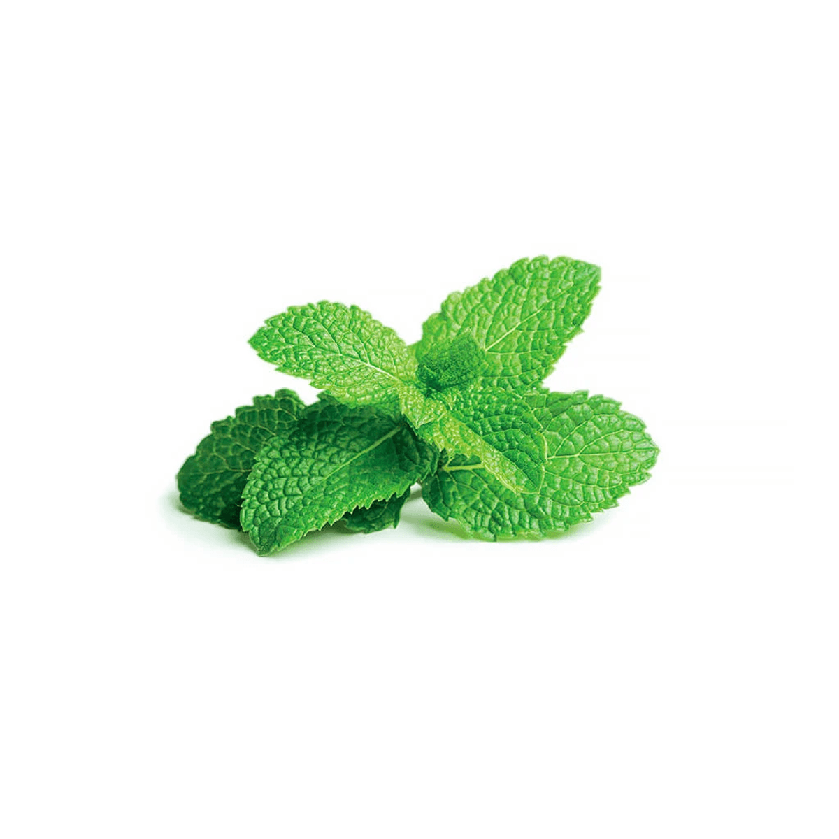 Una ramita verde de menta sobre fondo blanco.