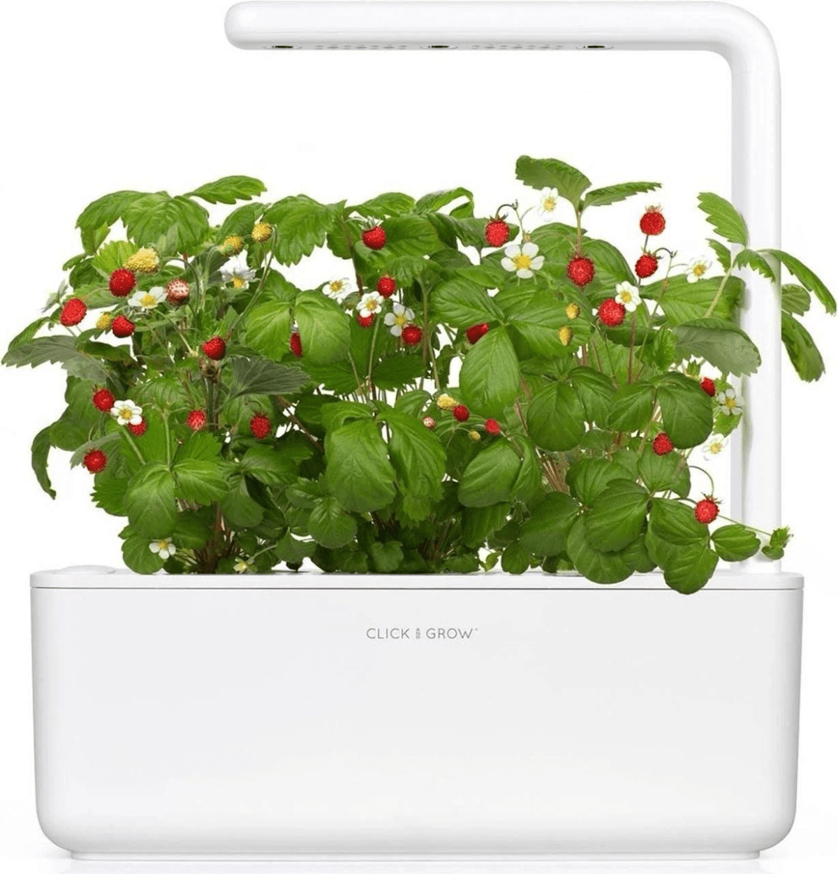 A white indoor garden with lush green strawberry plants bearing red fruits and white flowers.