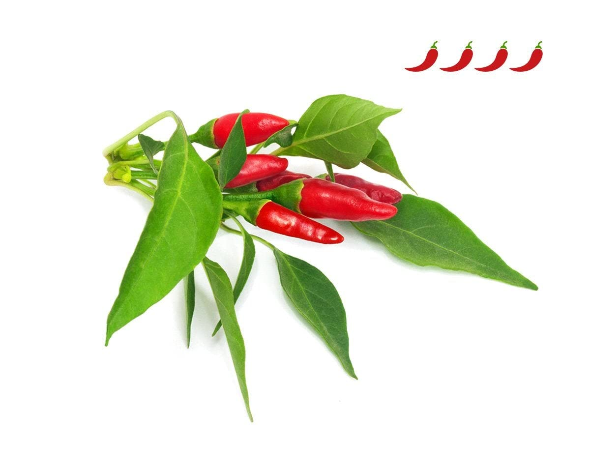 Ein Bund aus roten Chilis mit grünen Blättern auf weißem Hintergrund.