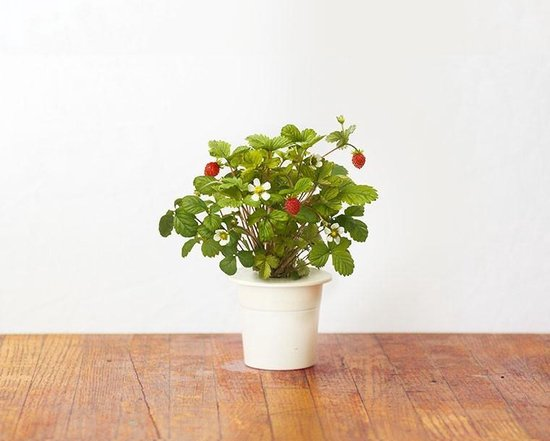 A small strawberry plant with red fruits and white flowers in a white pot.